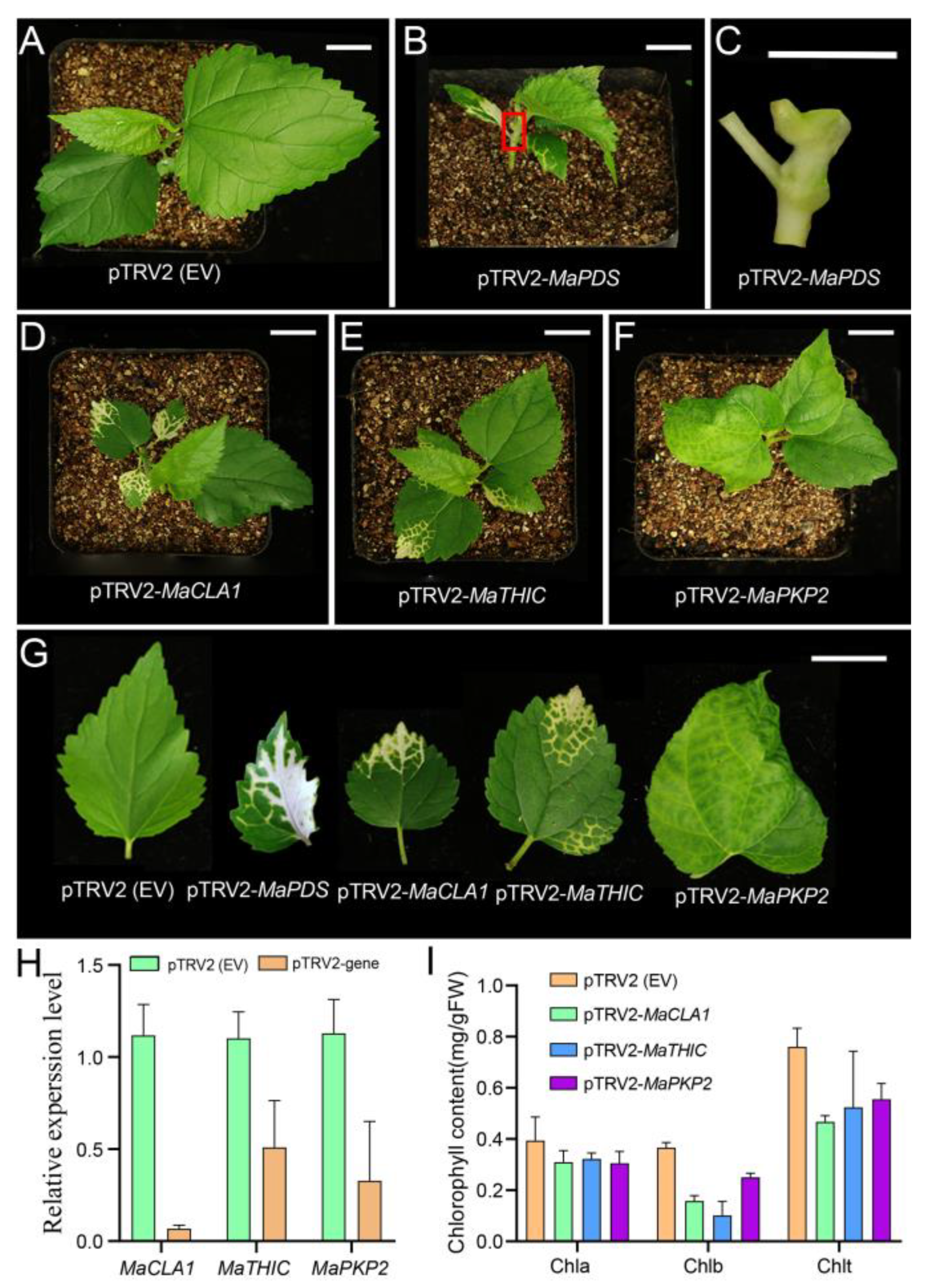 Ijms 23 08620 g005 Ijms 23 08620 g005