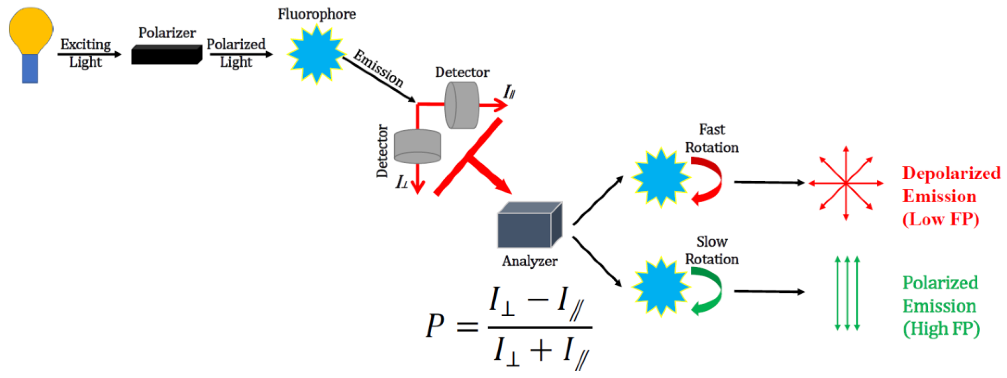 Ijms 23 08625 g001 550