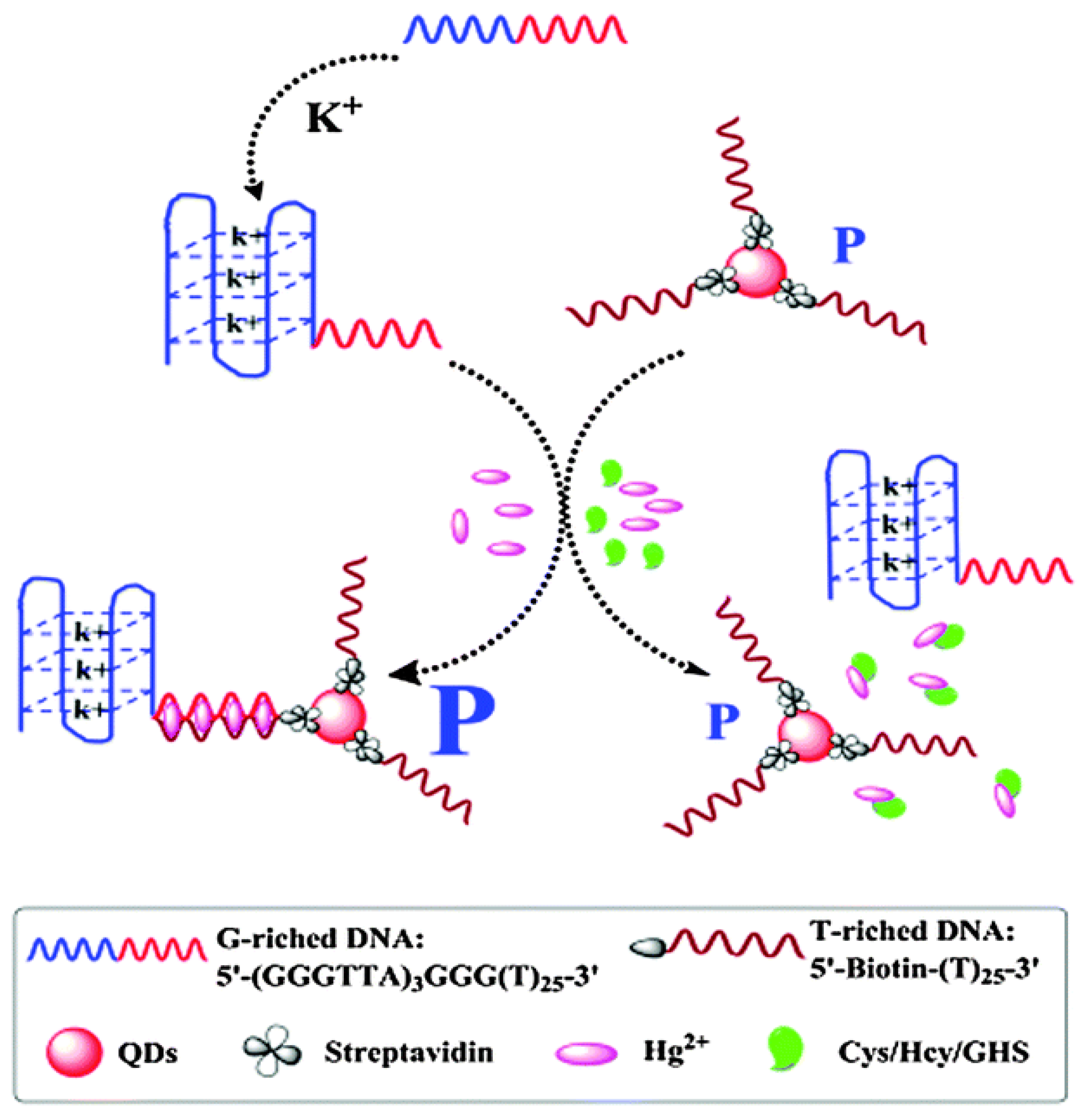 Ijms 23 08625 g008 550