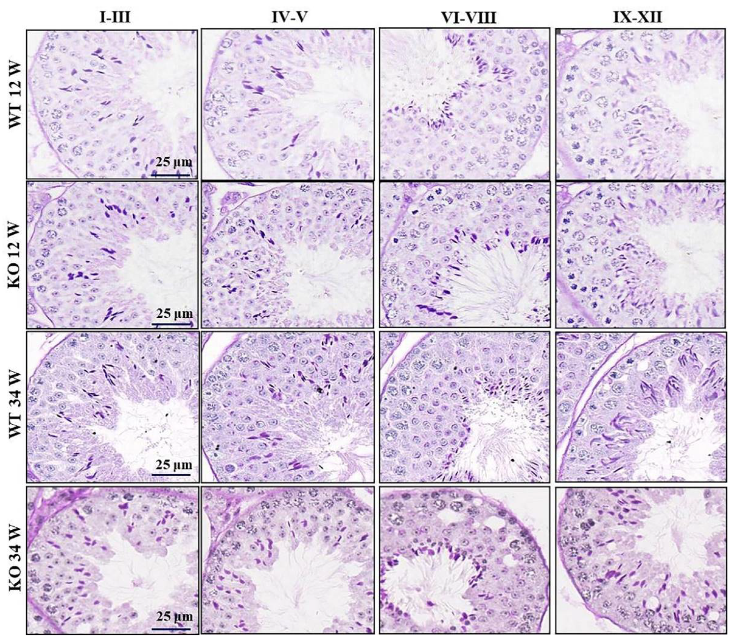 Ijms 23 08627 g004 550