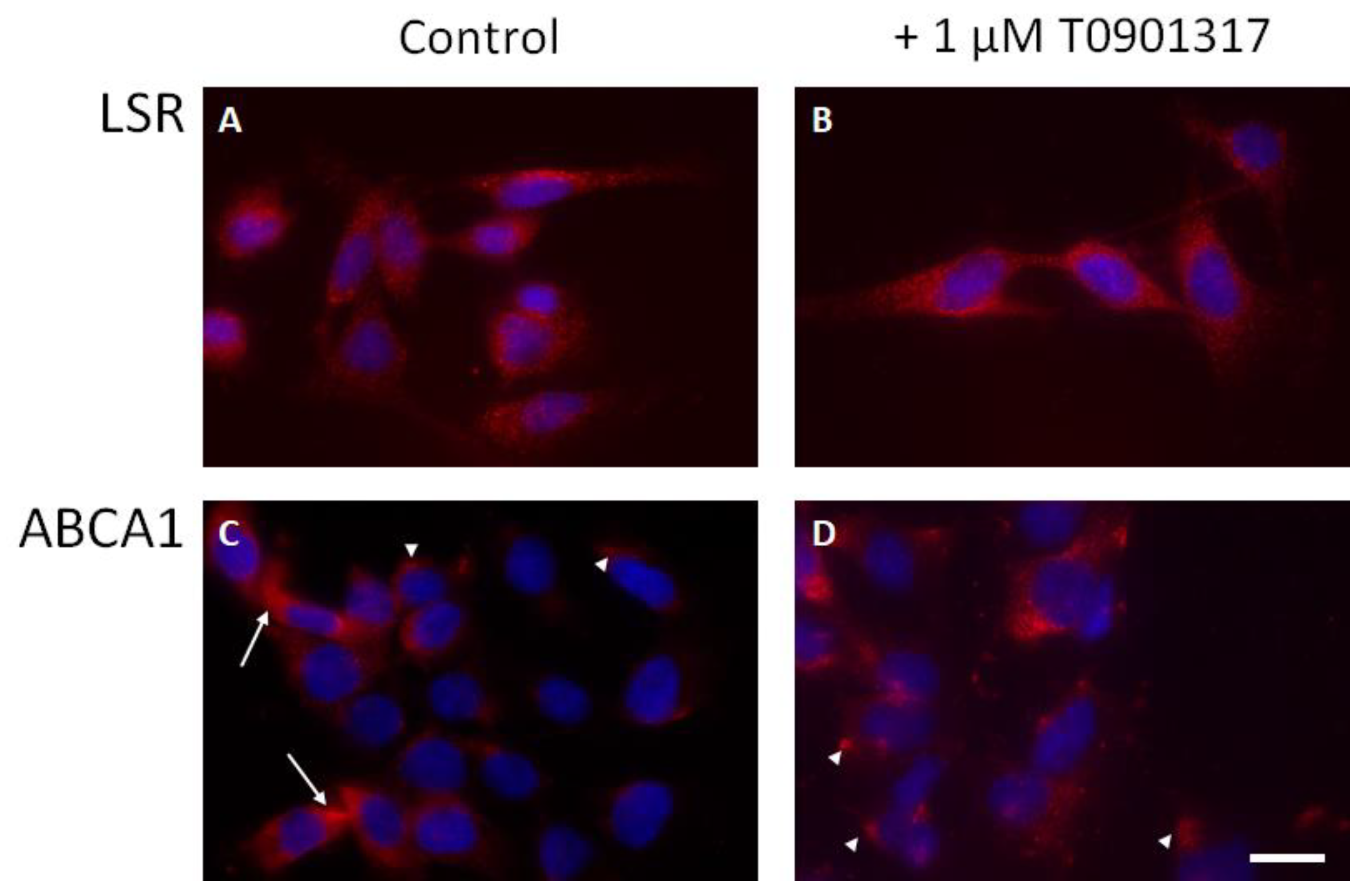 Ijms 23 08630 g005 550
