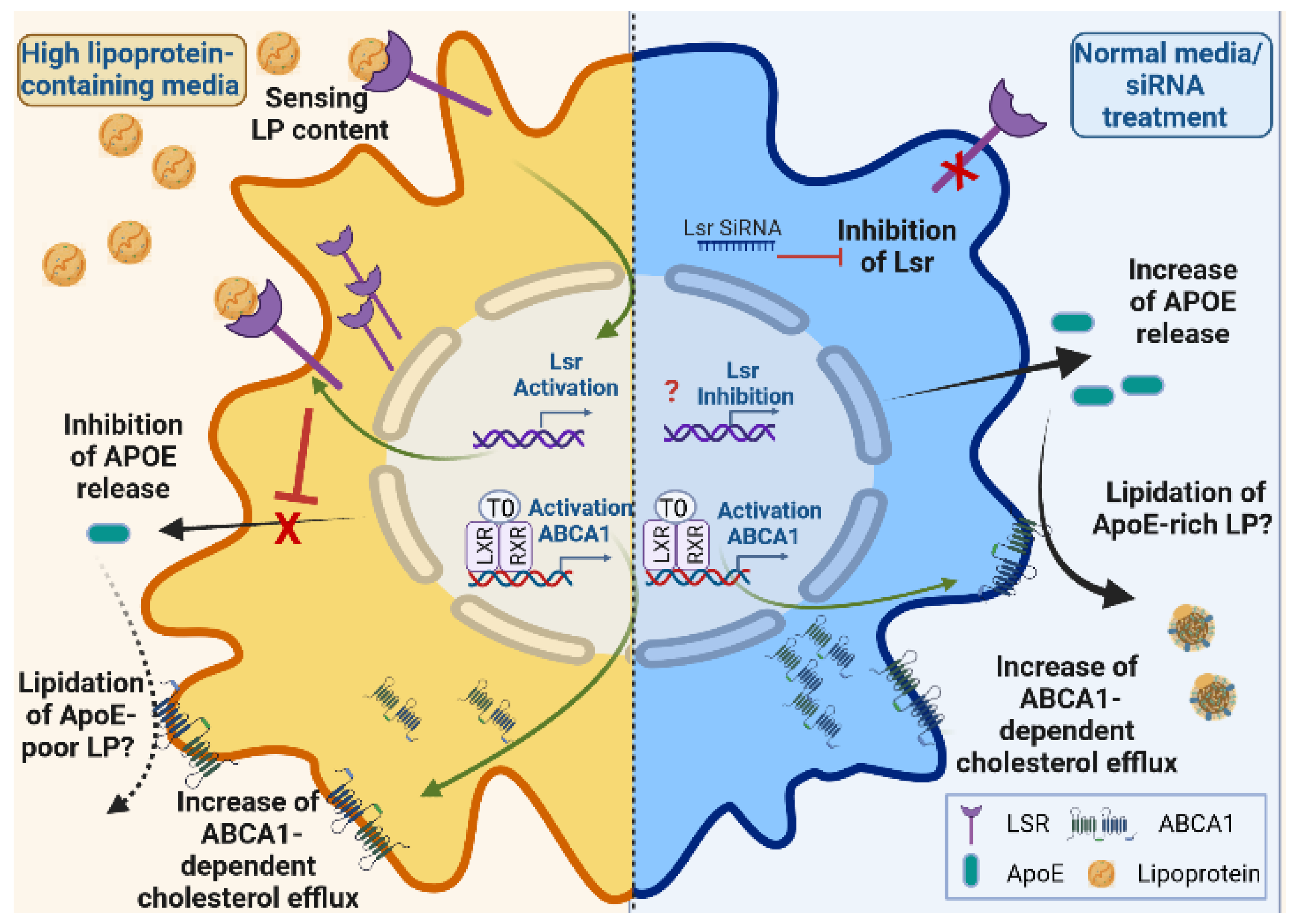 Ijms 23 08630 g006 550