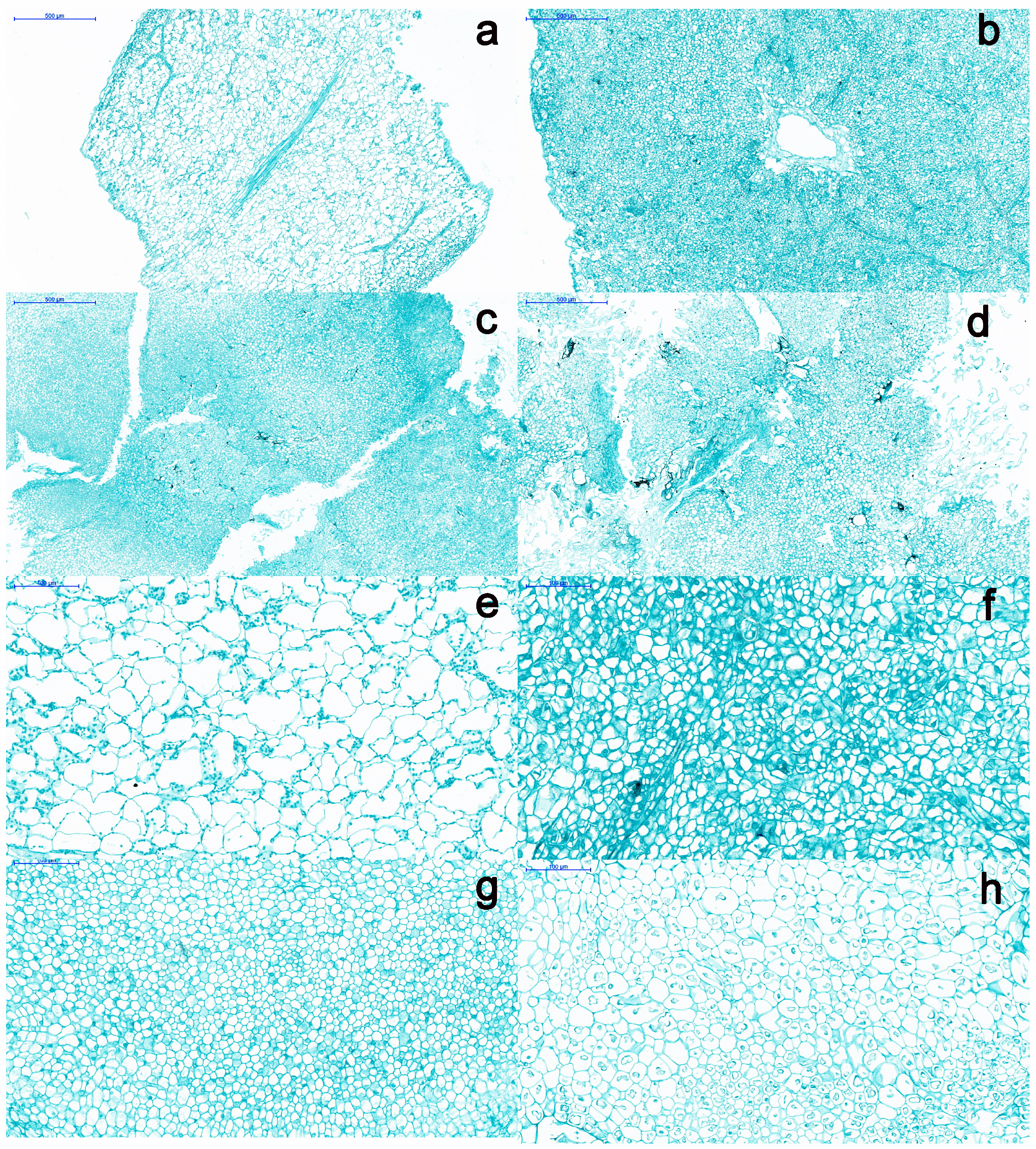 Uncovering a Phenomenon of Active Hormone Transcriptional