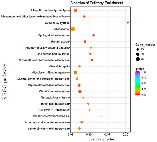 Uncovering a Phenomenon of Active Hormone Transcriptional