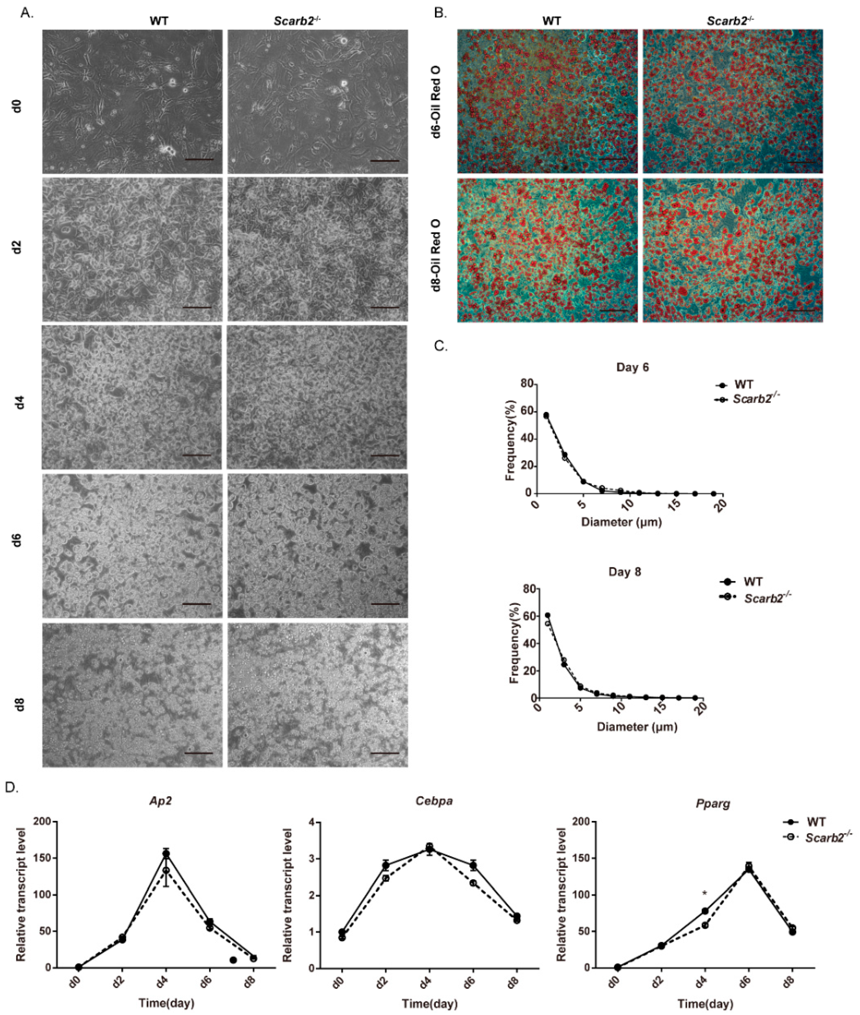Ijms 23 08634 g004 550