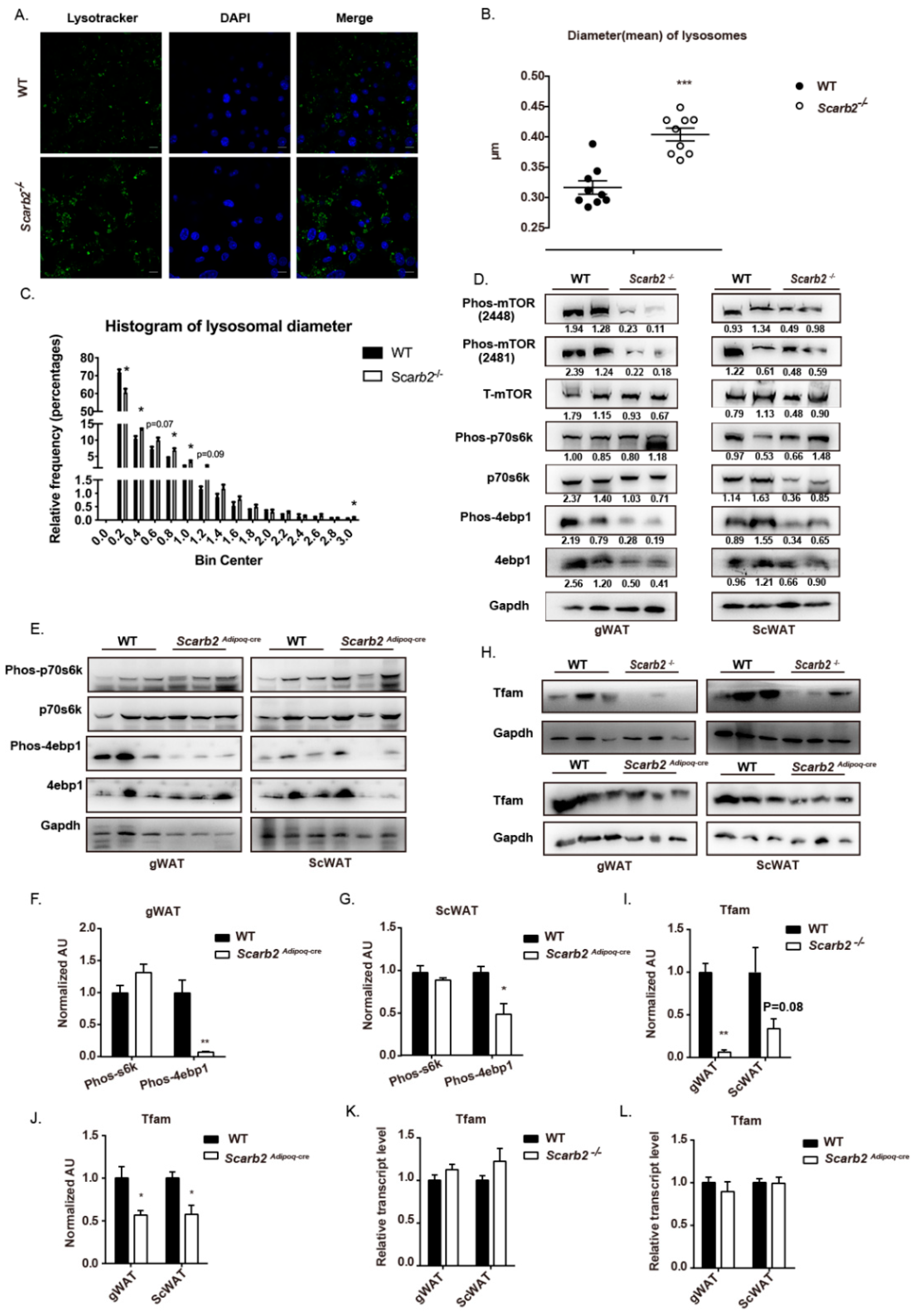 Ijms 23 08634 g006 550