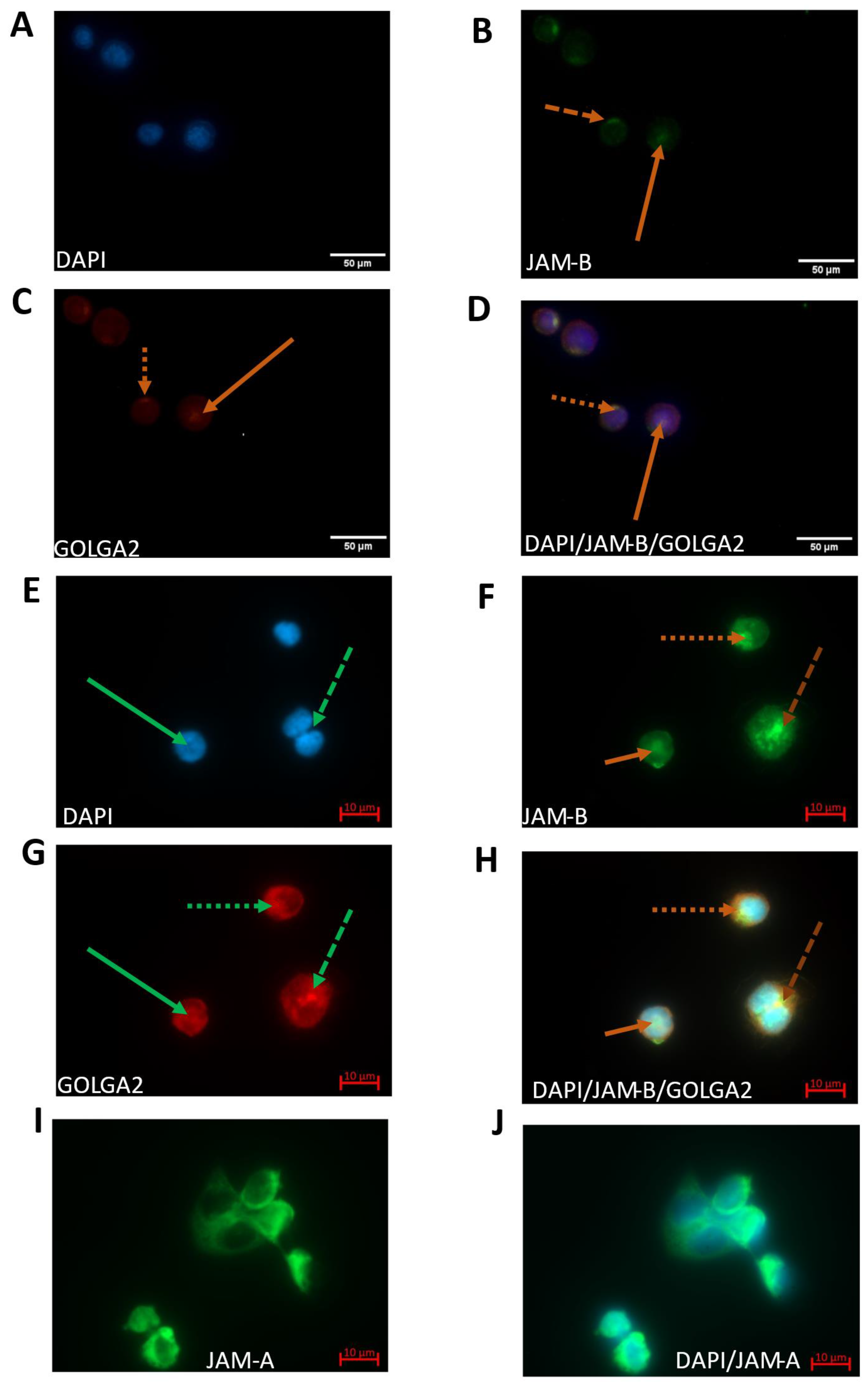 Ijms 23 08646 g005 Ijms 23 08646 g005