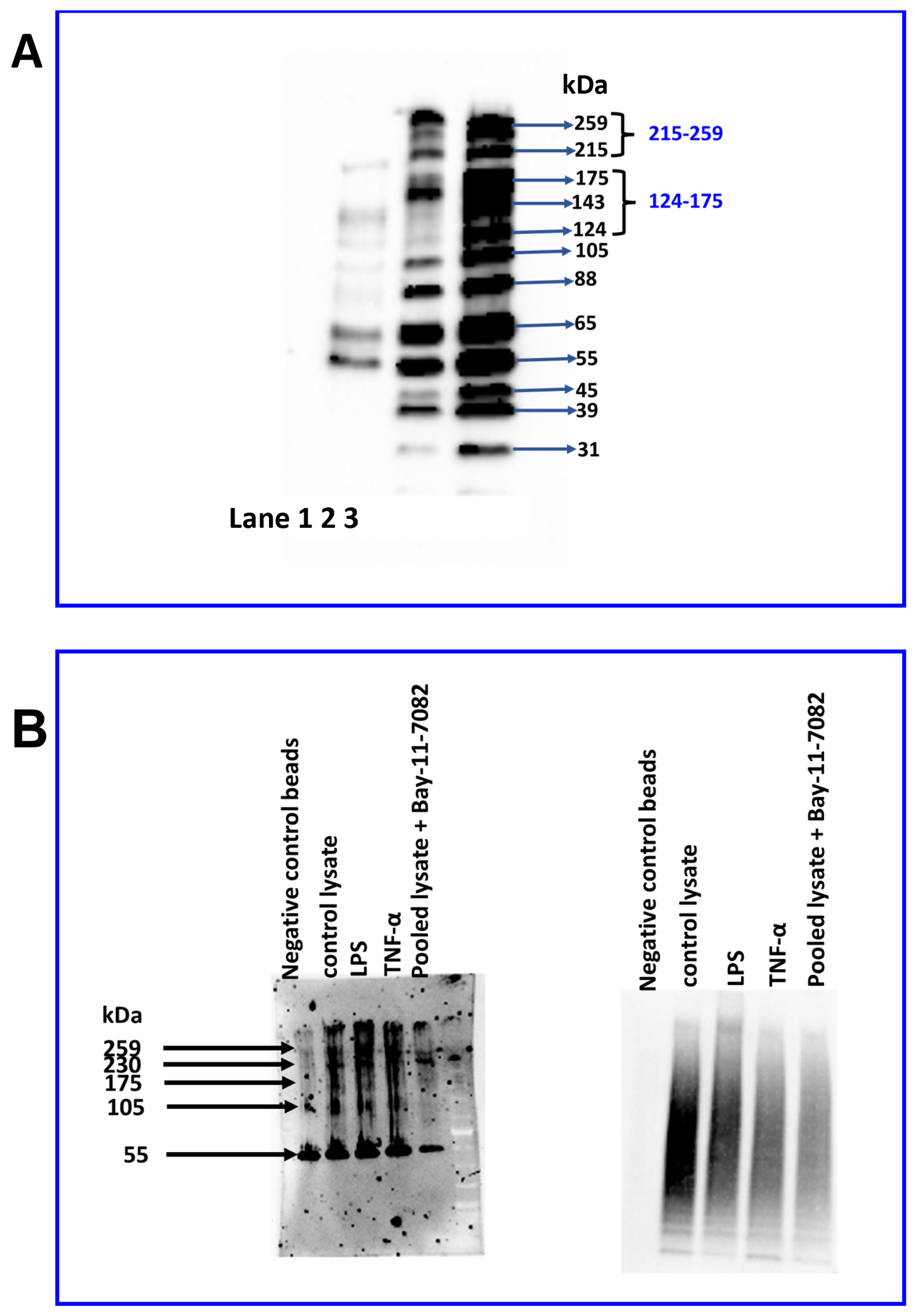 Ijms 23 08646 g010 Ijms 23 08646 g010