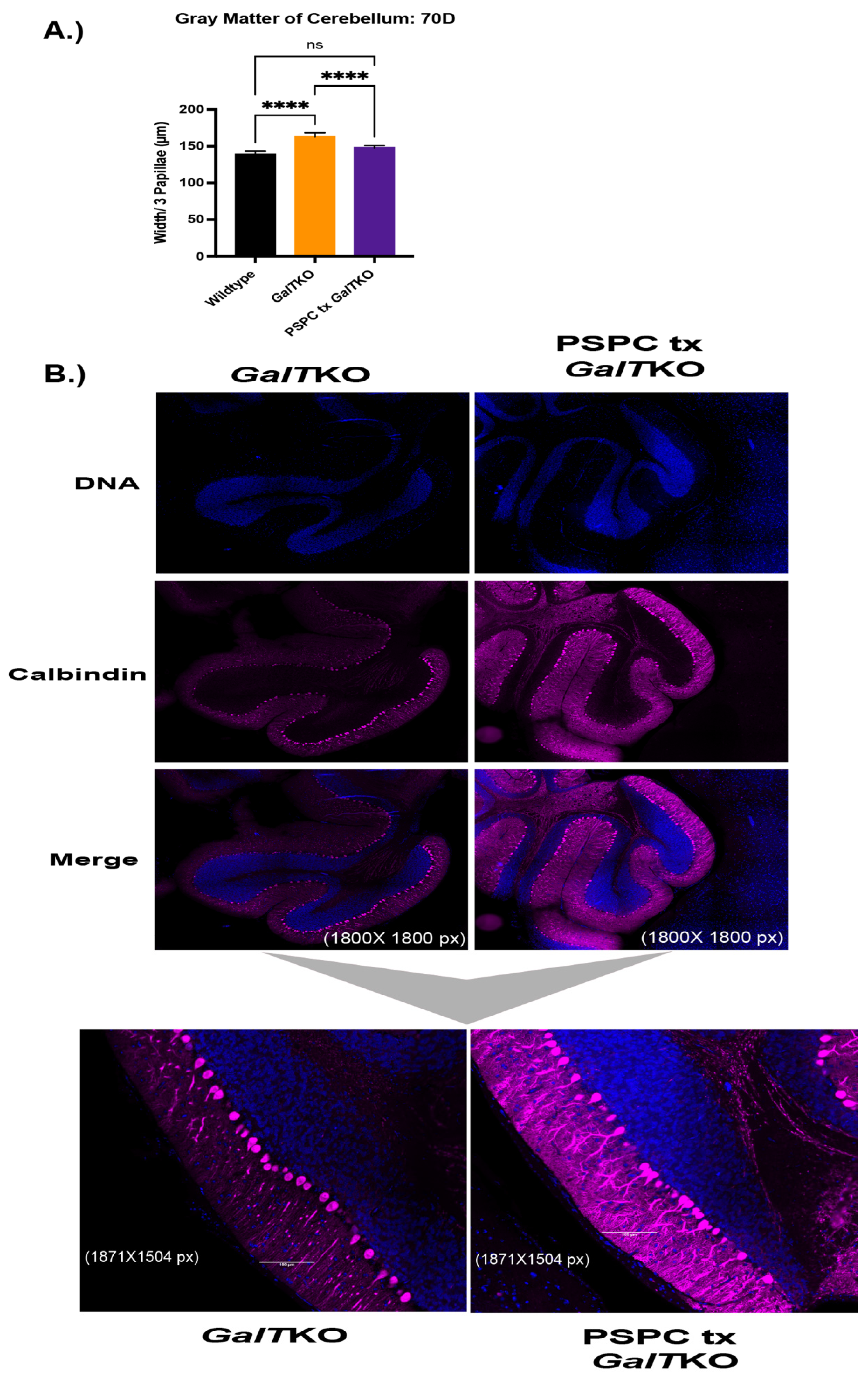 Ijms 23 08654 g005a