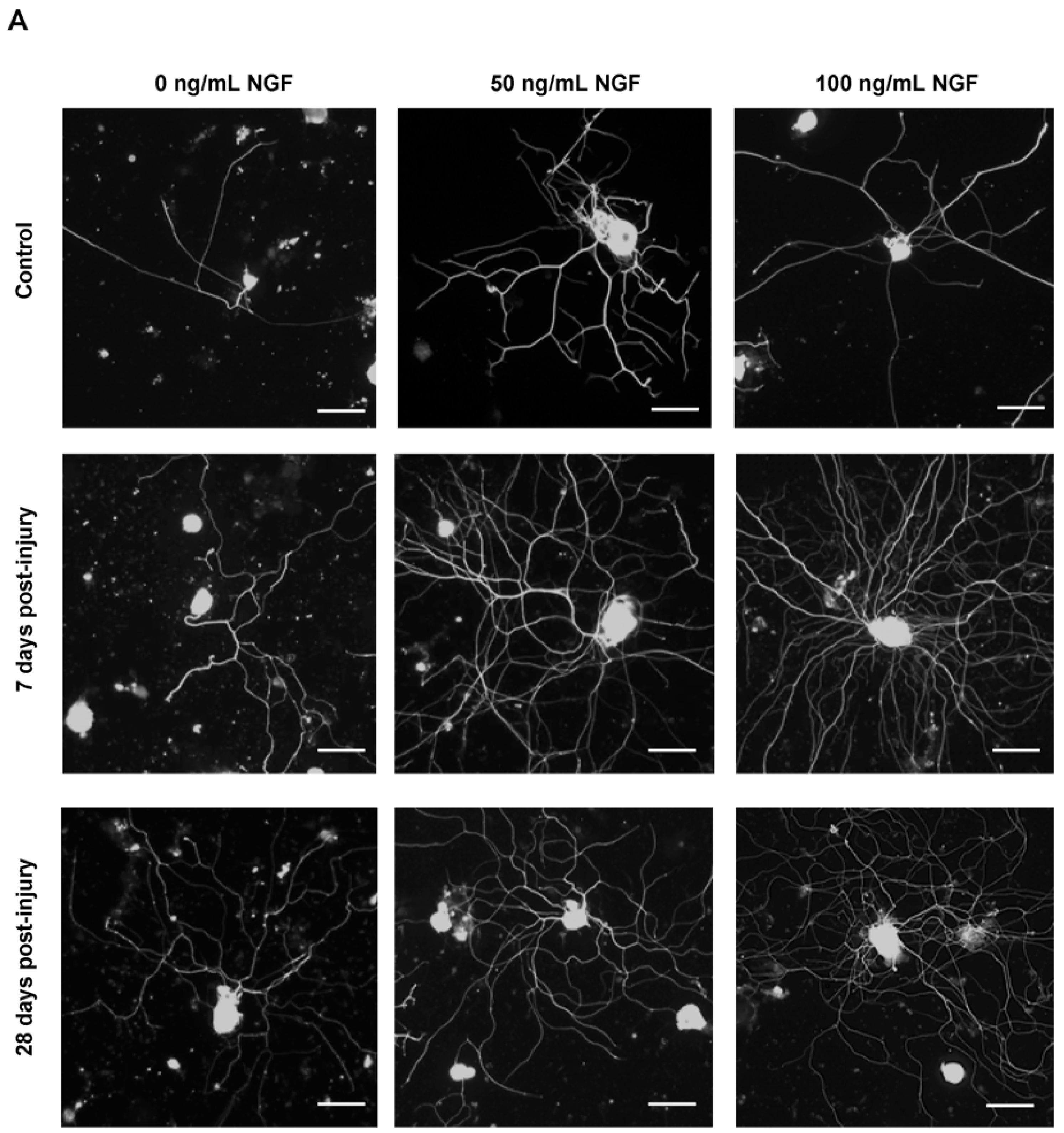 Ijms 23 08667 g006a Ijms 23 08667 g006a