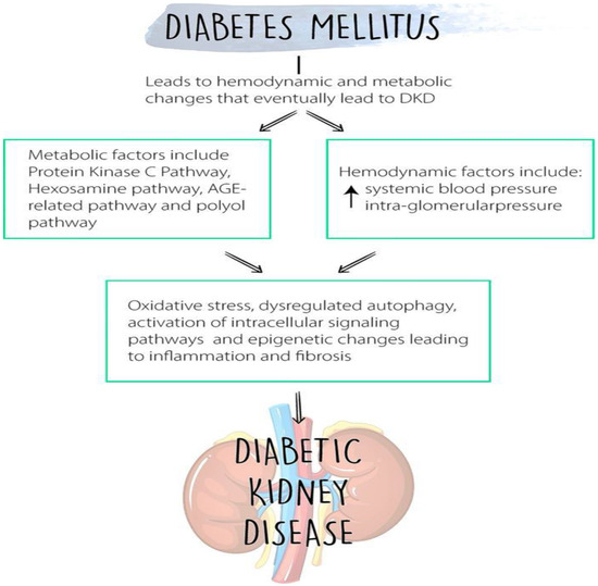 Molecular Mechanisms of Diabetic Kidney Disease