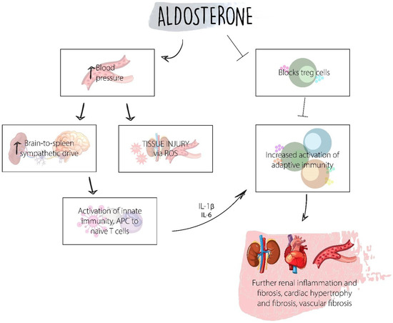 Molecular Mechanisms of Diabetic Kidney Disease