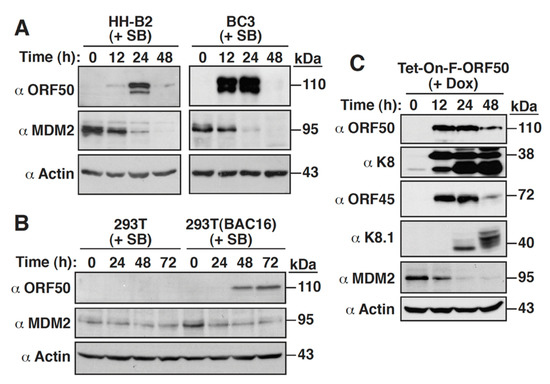 Ijms Free Full Text Kaposi Rsquo S Sarcoma Associated Herpesvirus Orf50 Protein Represses Cellular Mdm2 Expression Via Suppressing The Sp1 And P53 Mediated Transactivation Html