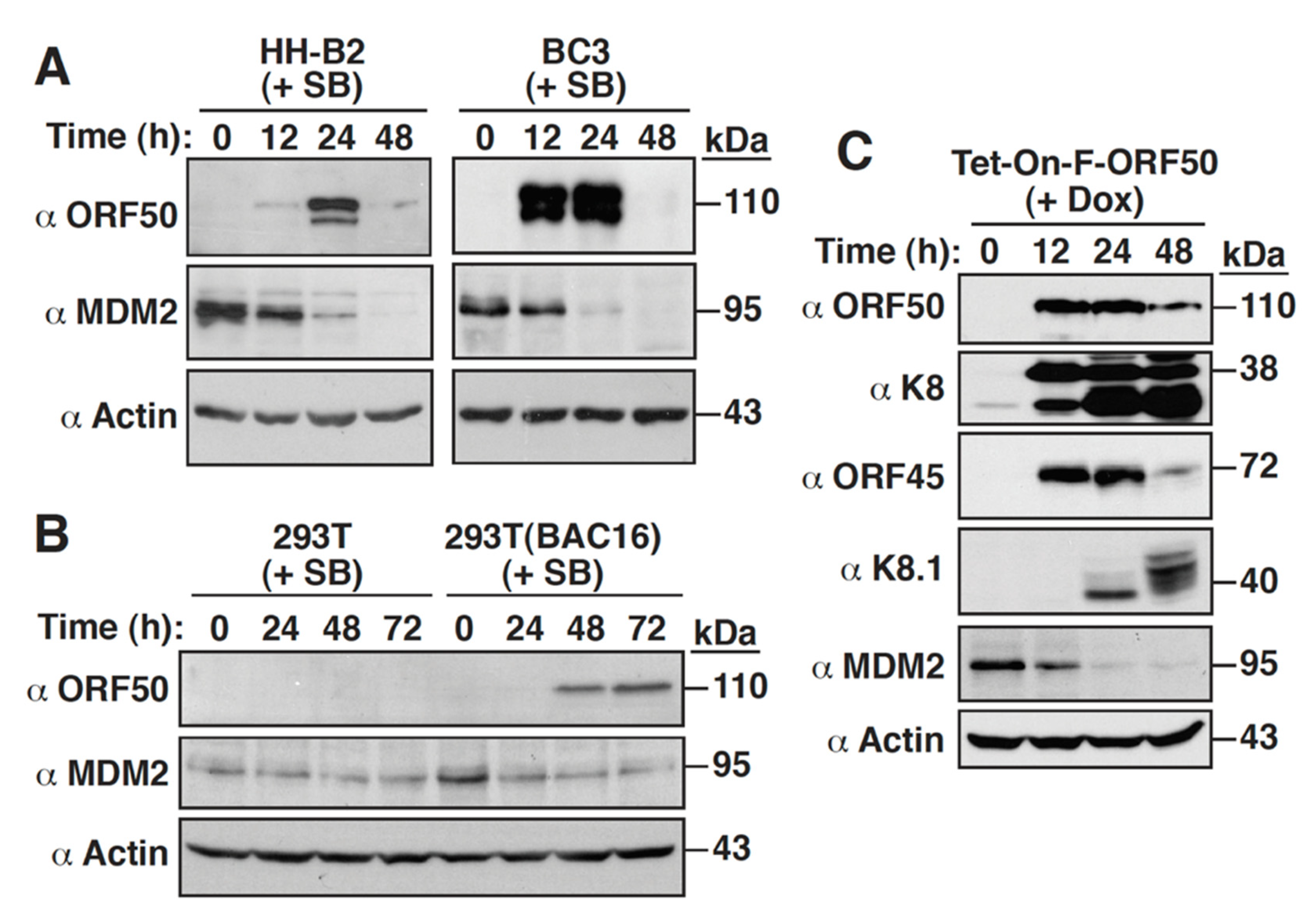 Ijms 23 08673 g001 Ijms 23 08673 g001