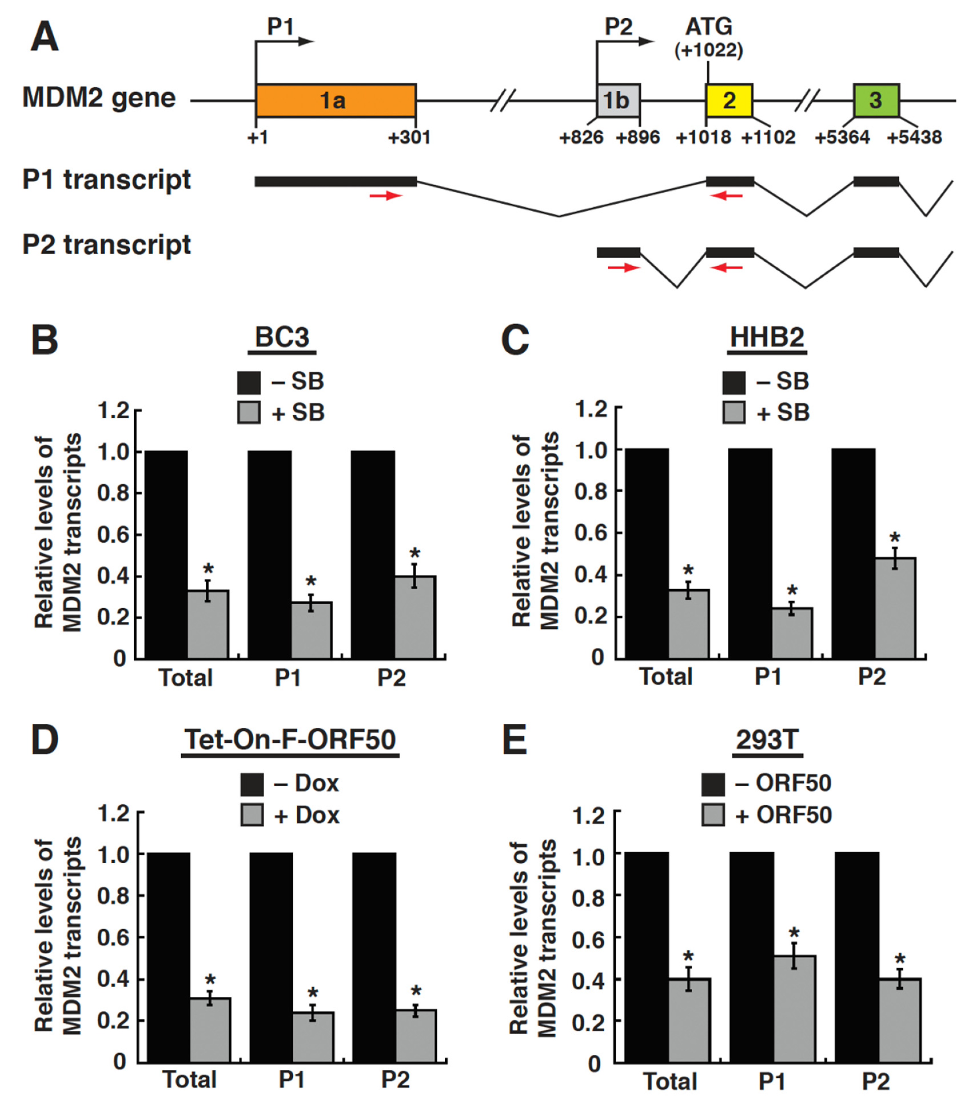Ijms 23 08673 g003 Ijms 23 08673 g003