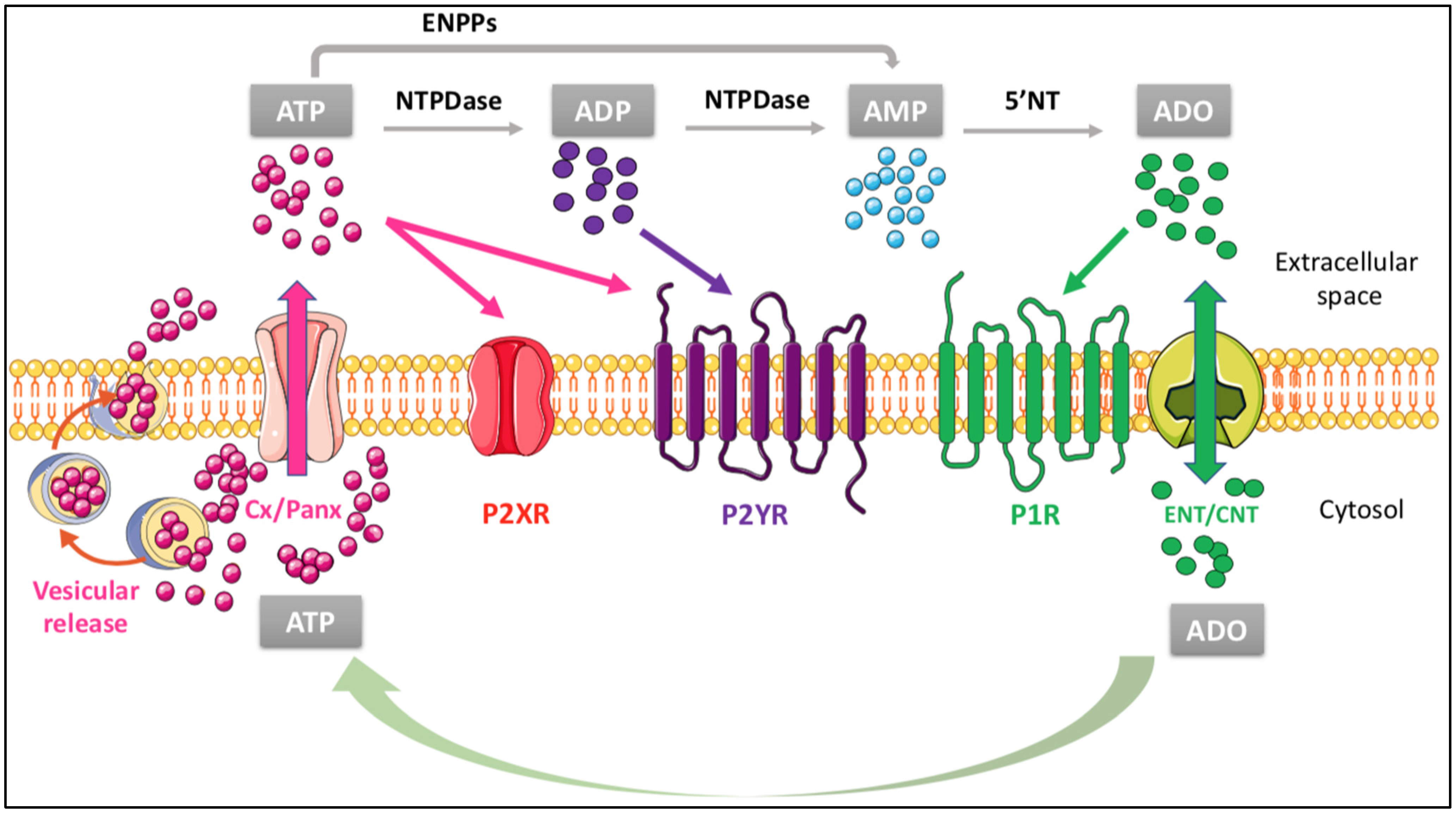 Ijms 23 08683 g001 Ijms 23 08683 g001