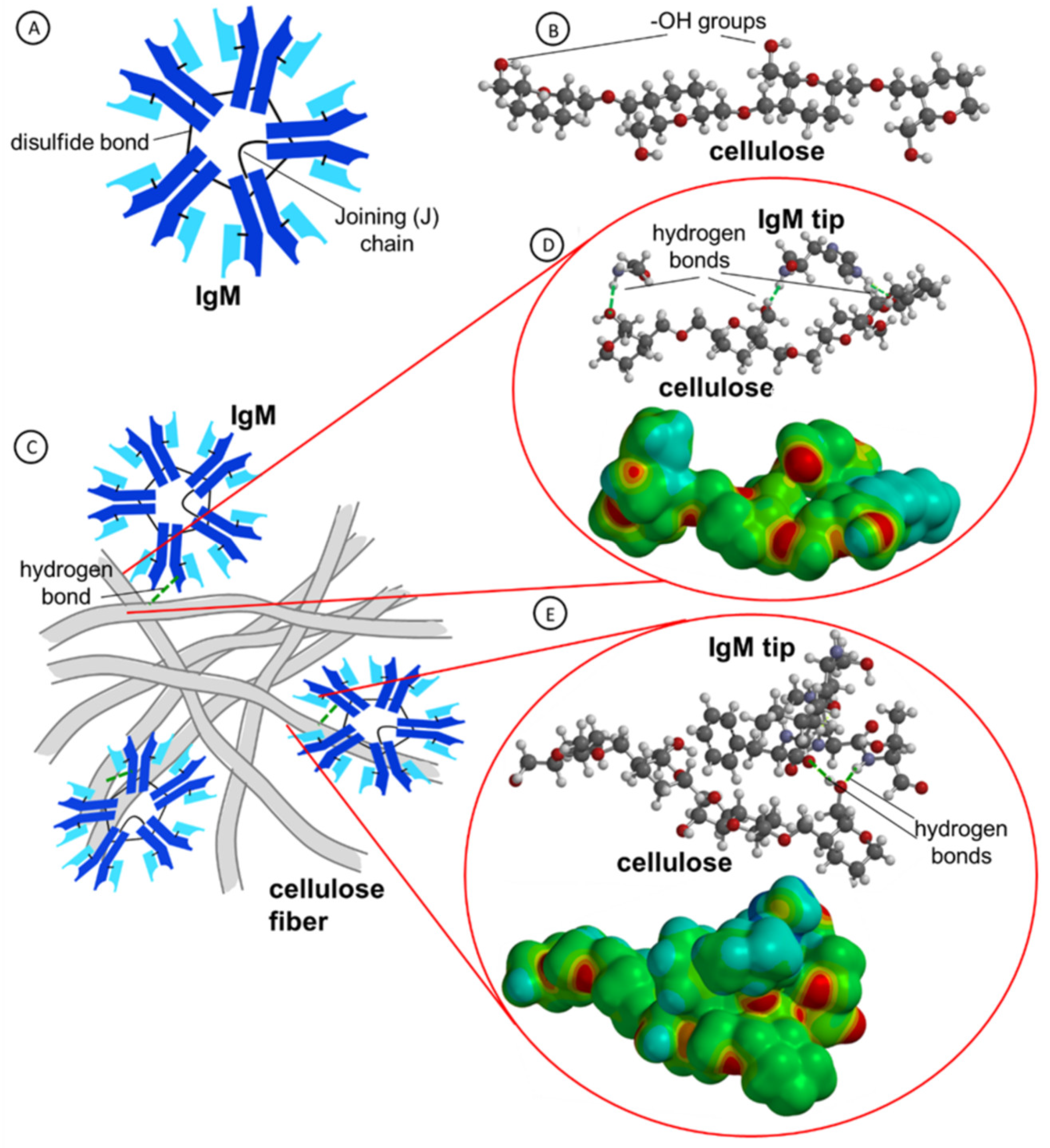 Ijms 23 08694 g004 550