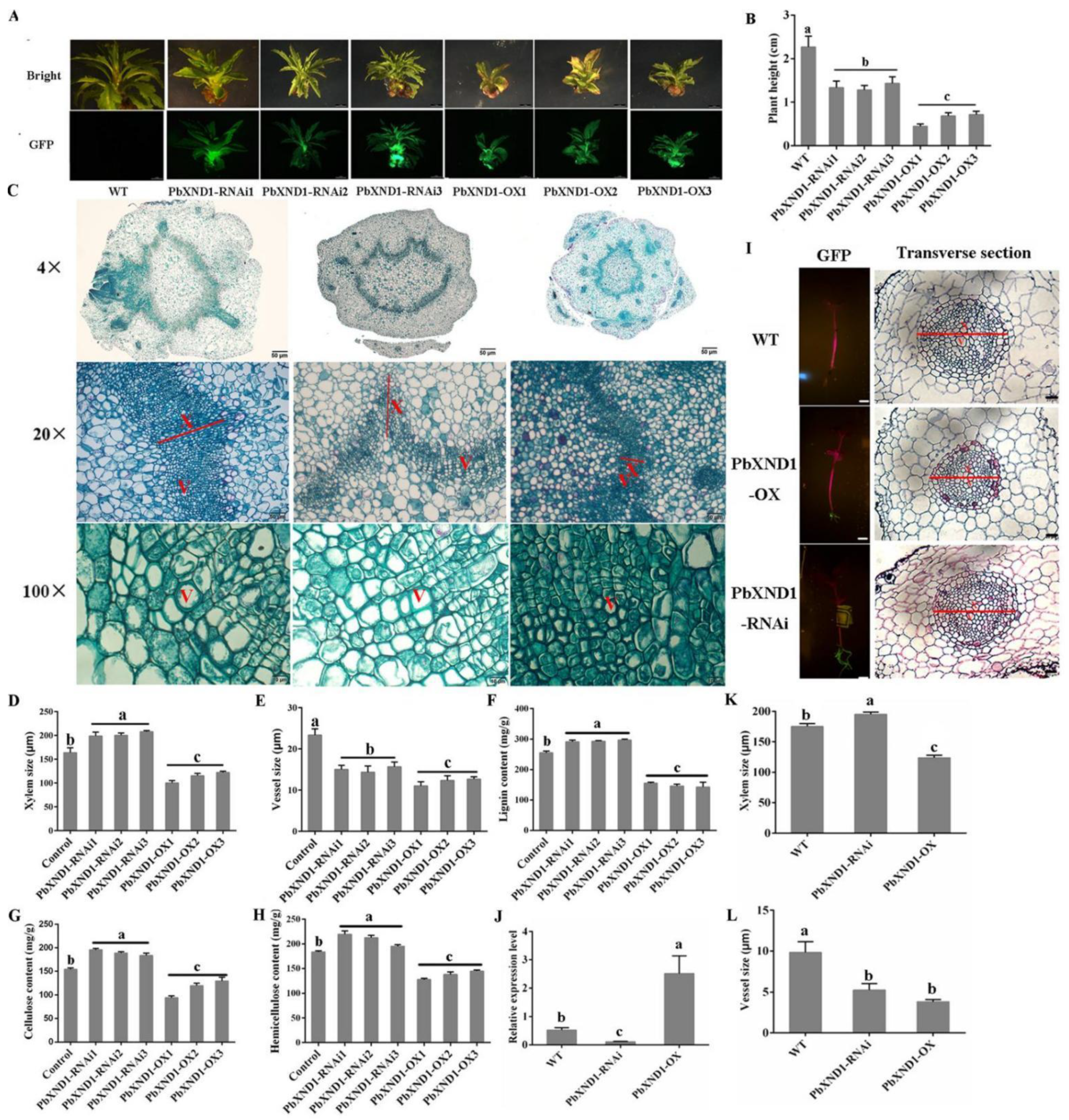 Ijms 23 08699 g002 550