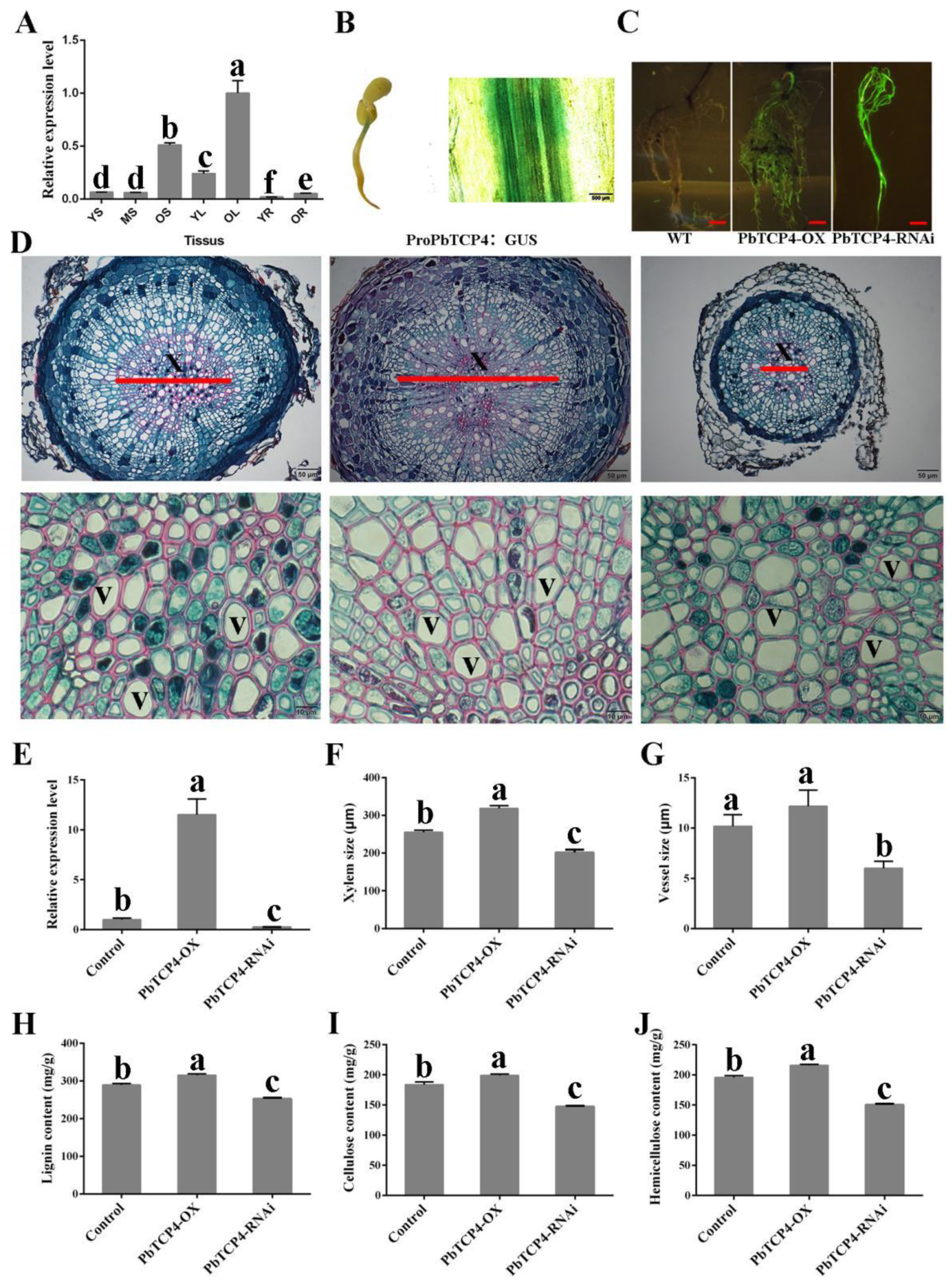 Ijms 23 08699 g004 550