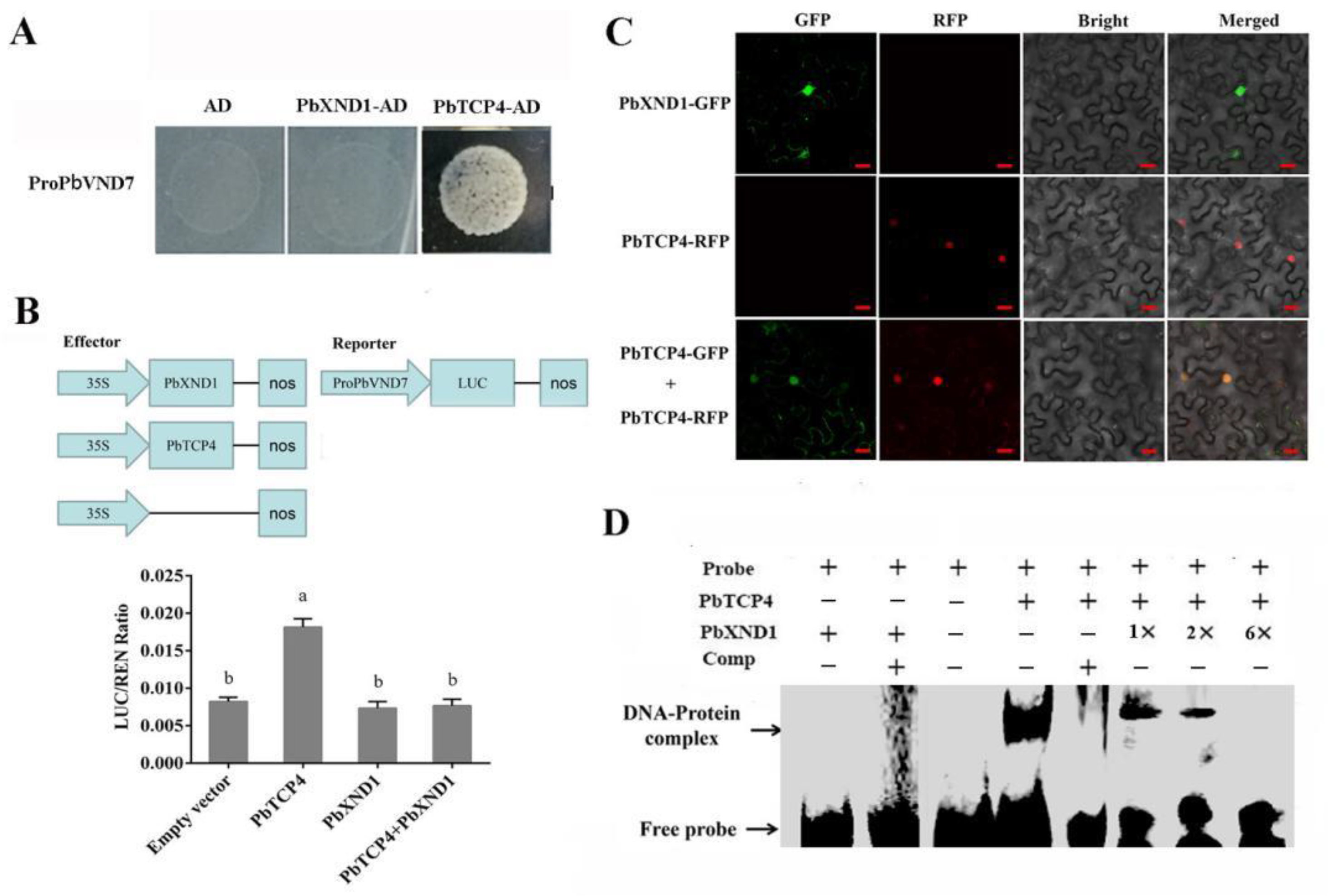 Ijms 23 08699 g005 550