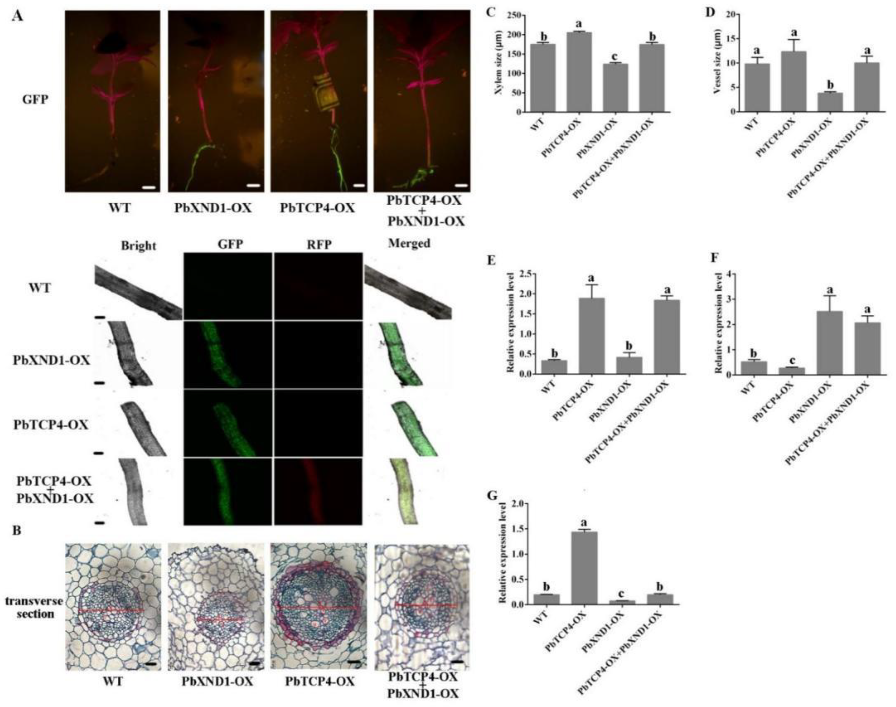 Ijms 23 08699 g006 550