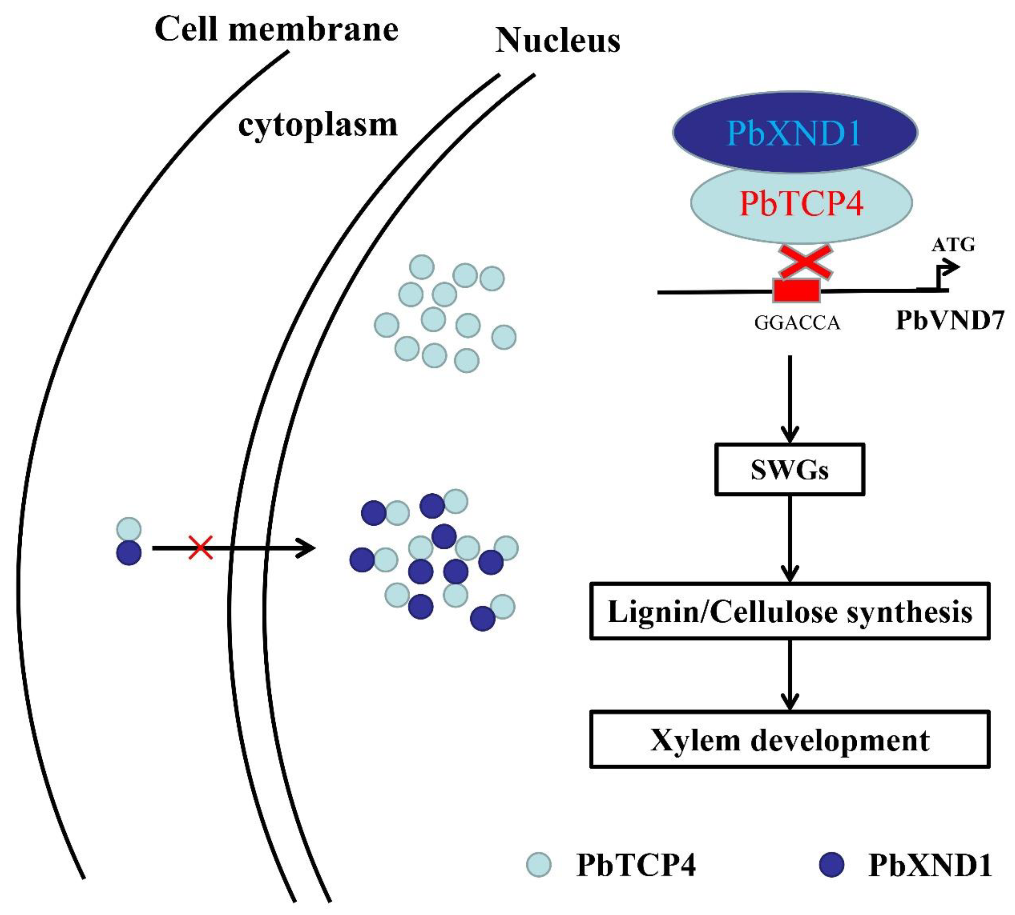 Ijms 23 08699 g007 550