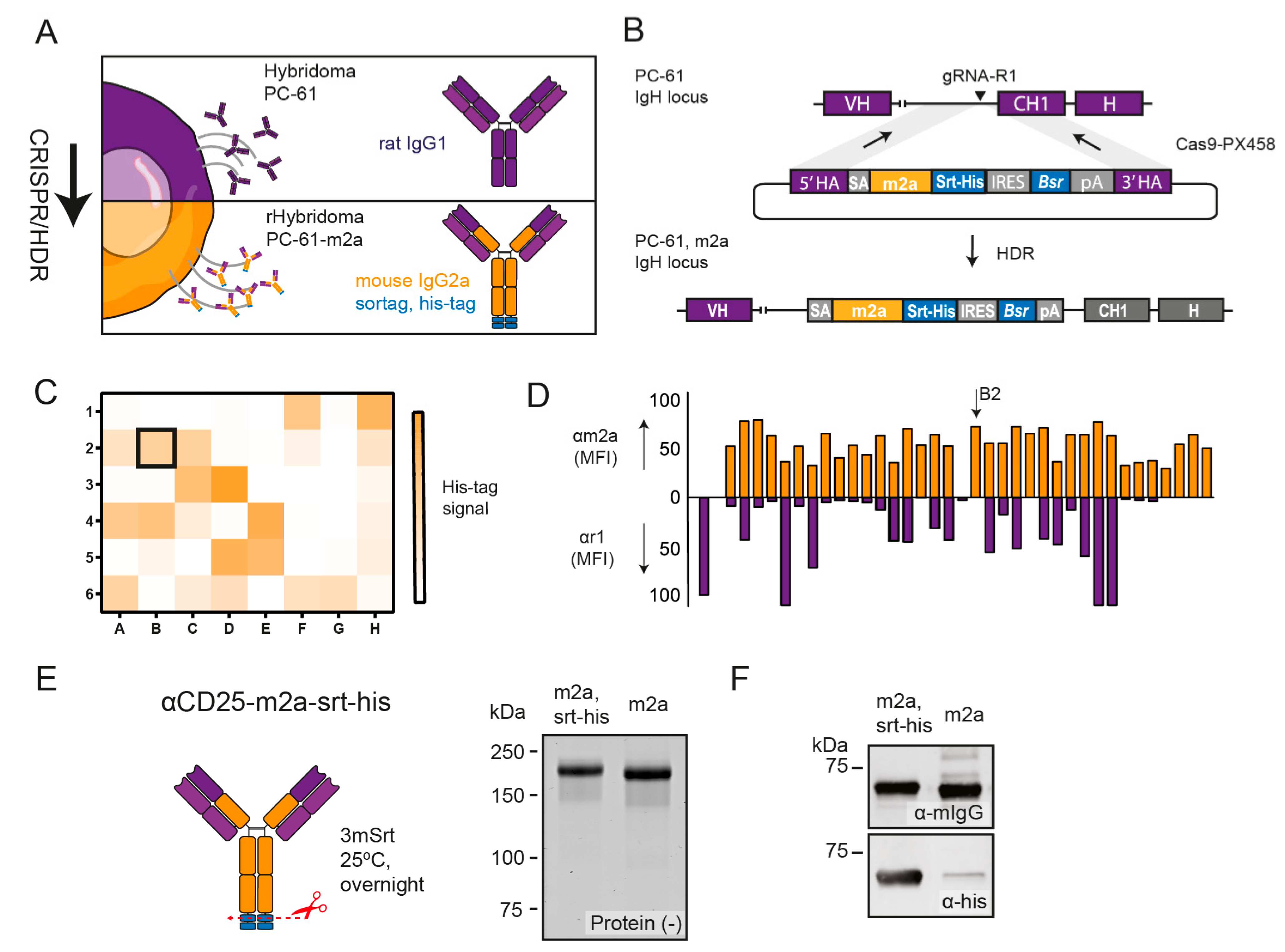 Ijms 23 08707 g001 550