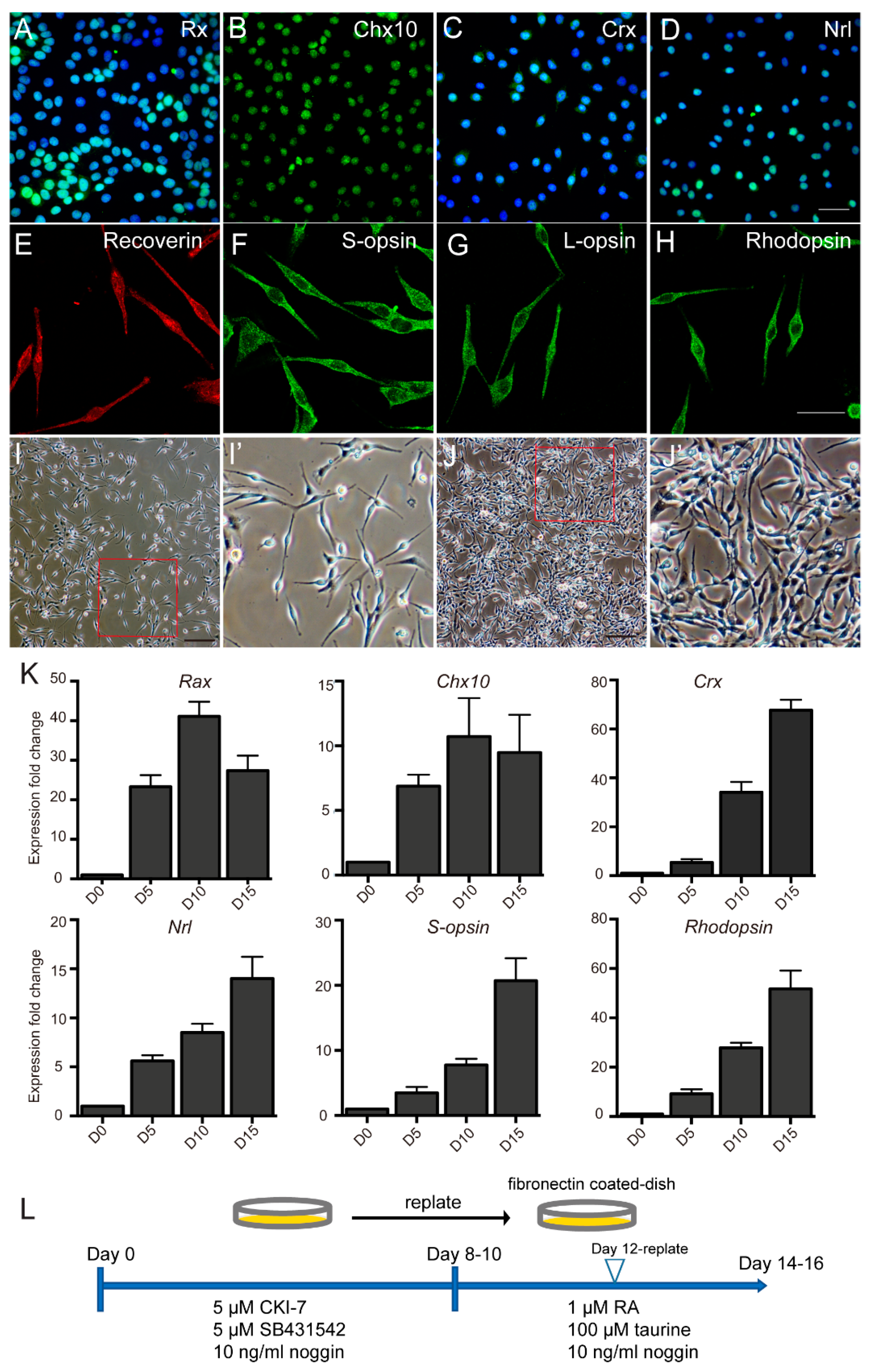 Ijms 23 08722 g002 550