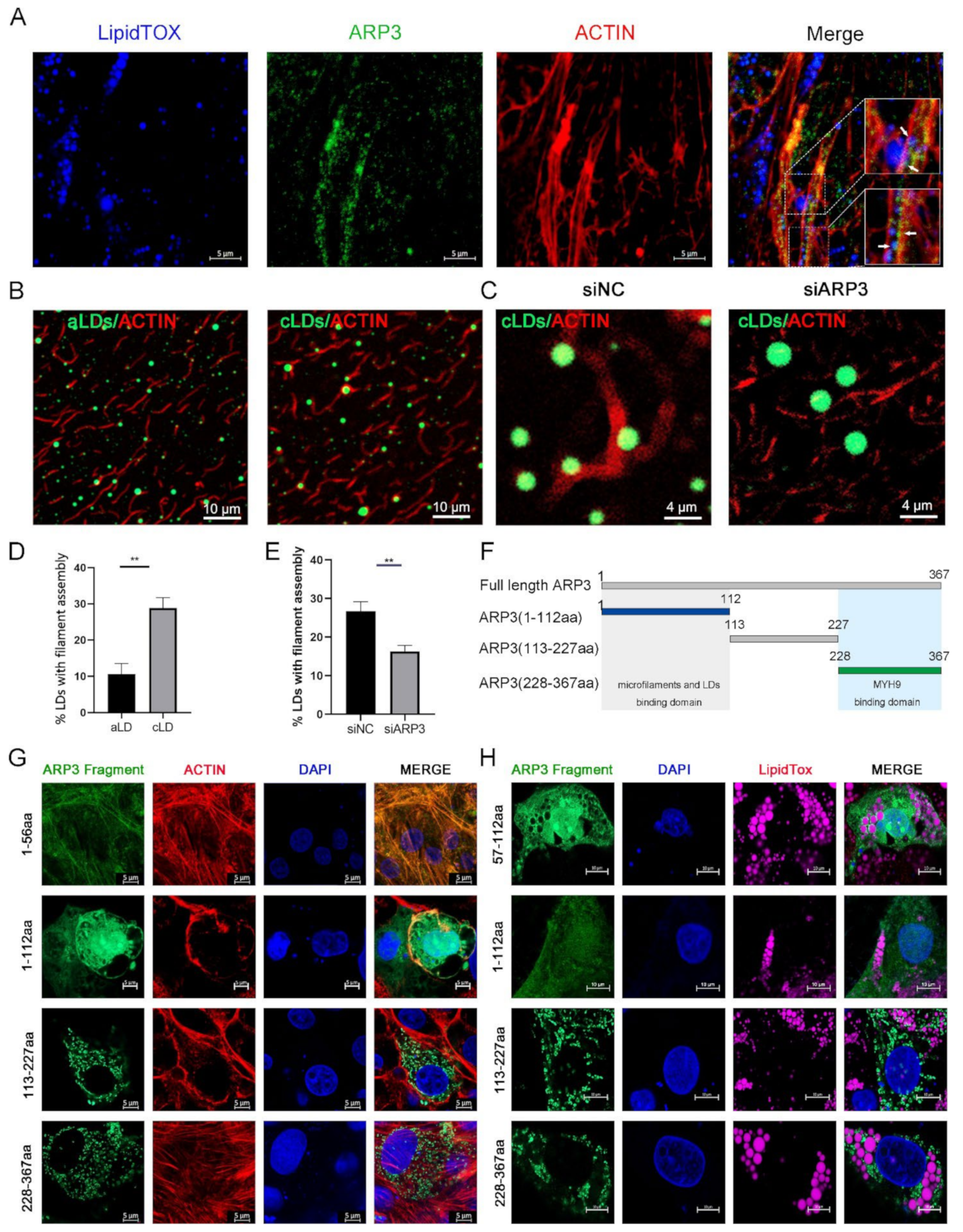 Ijms 23 08730 g001 550