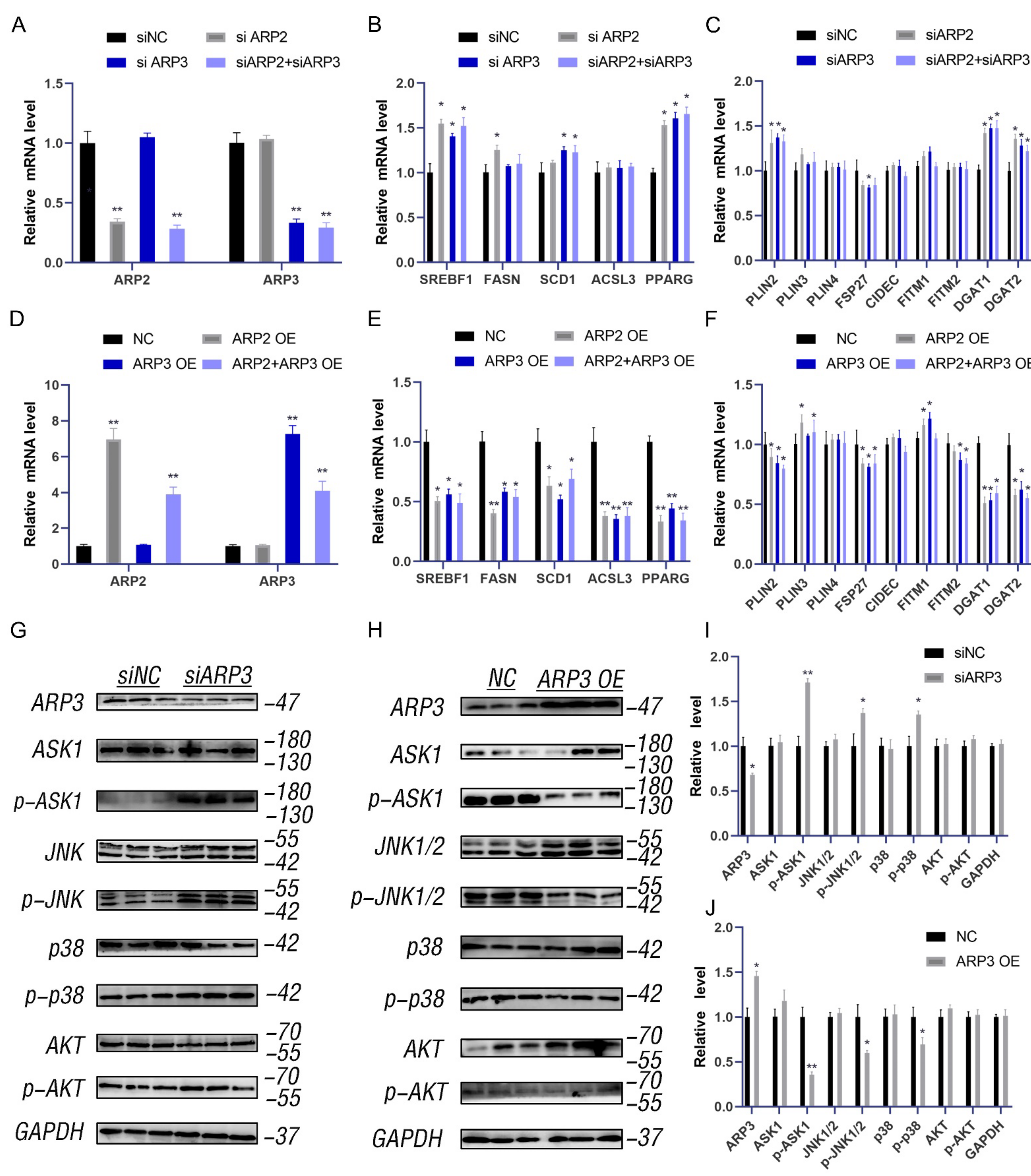Ijms 23 08730 g002 550