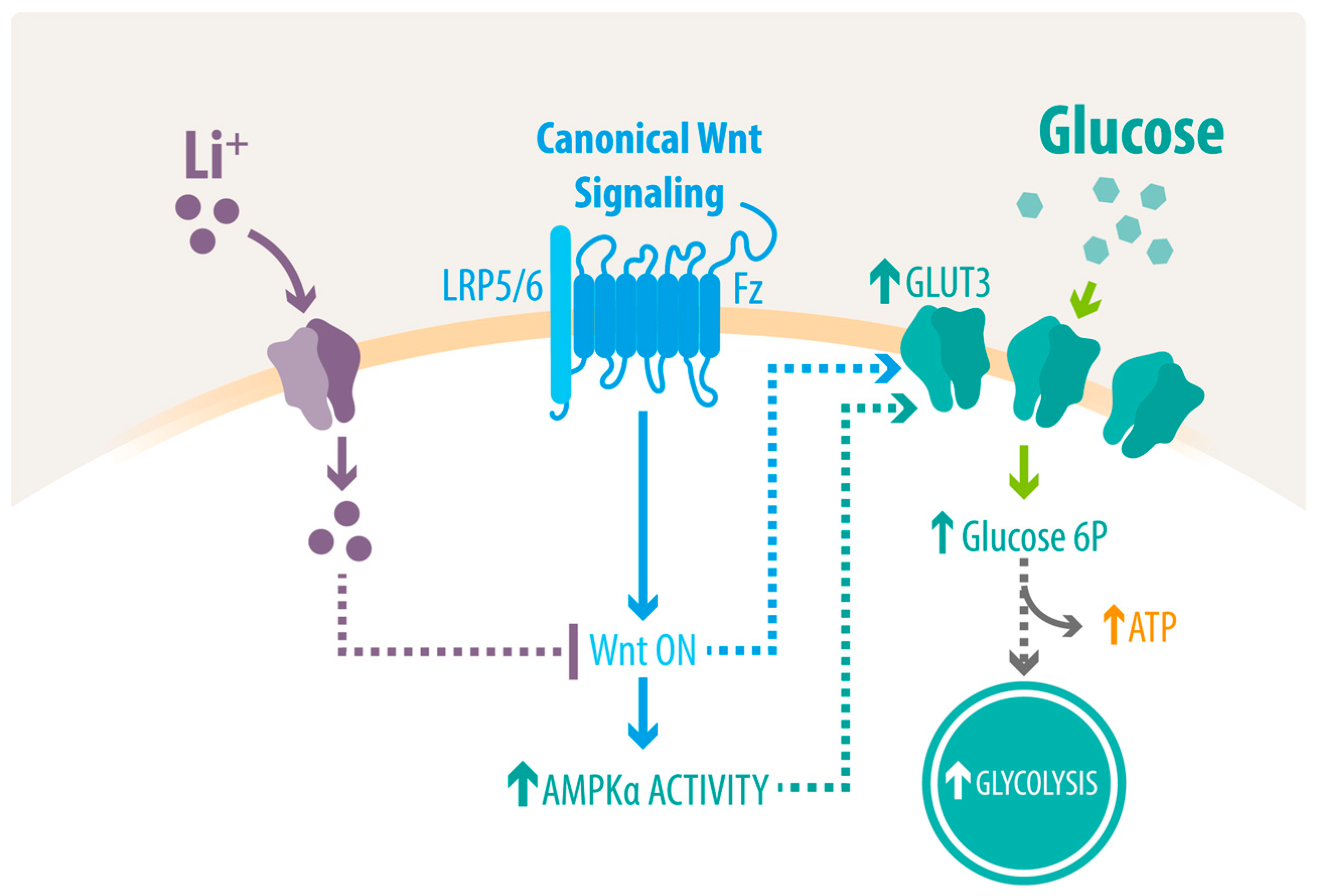 Ijms 23 08733 g006 550