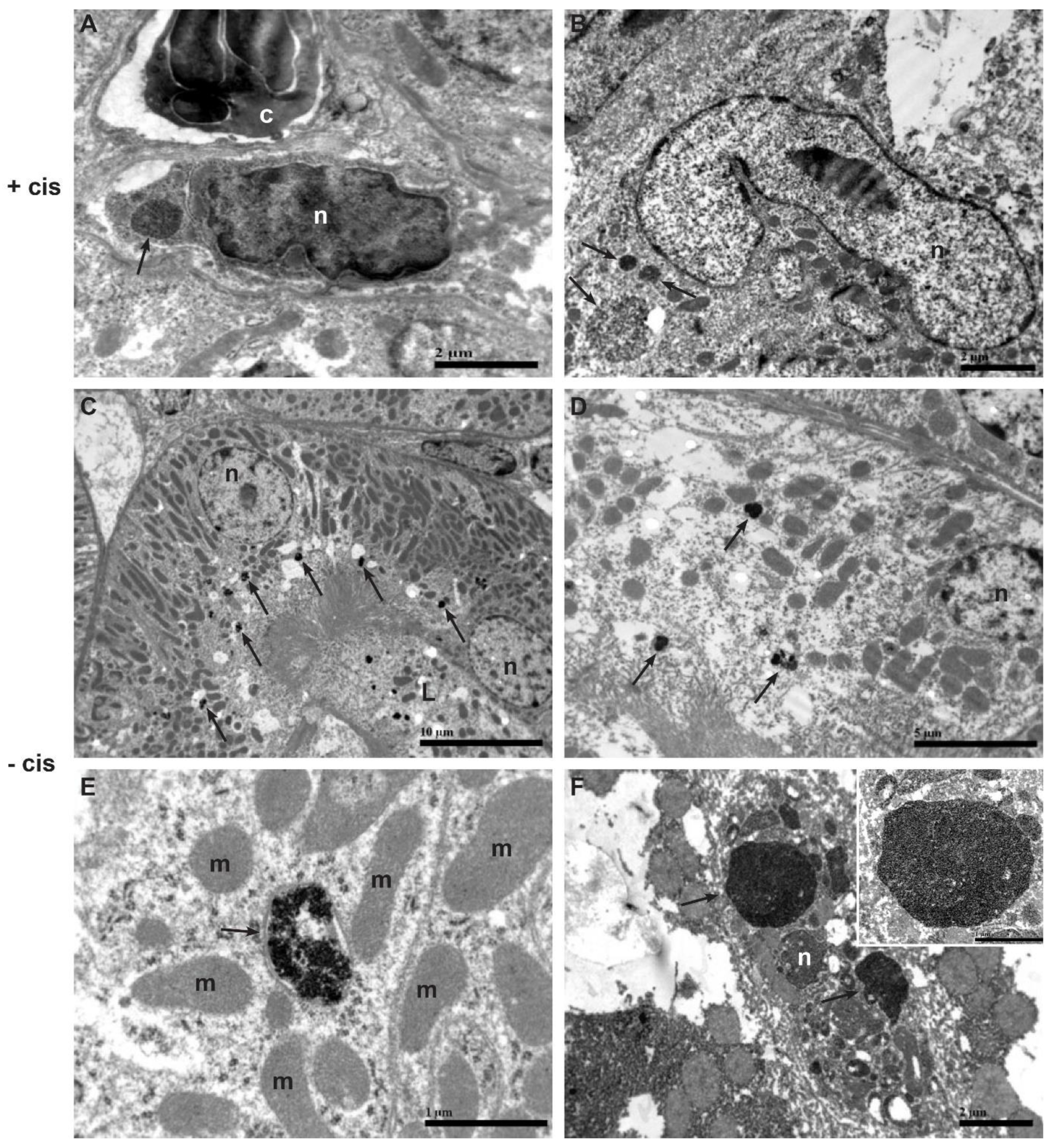 Ijms 23 08738 g003 550