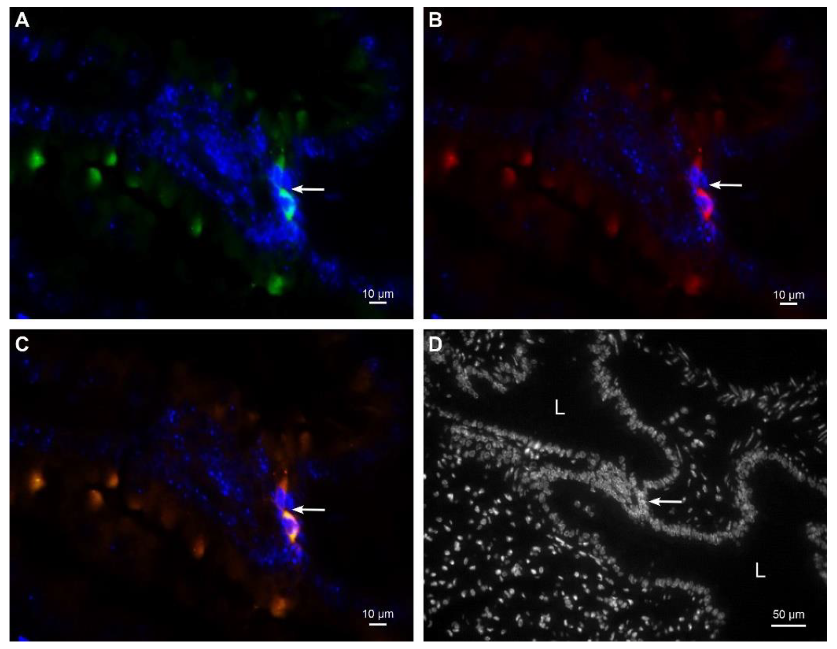 Ijms 23 08738 g004 550