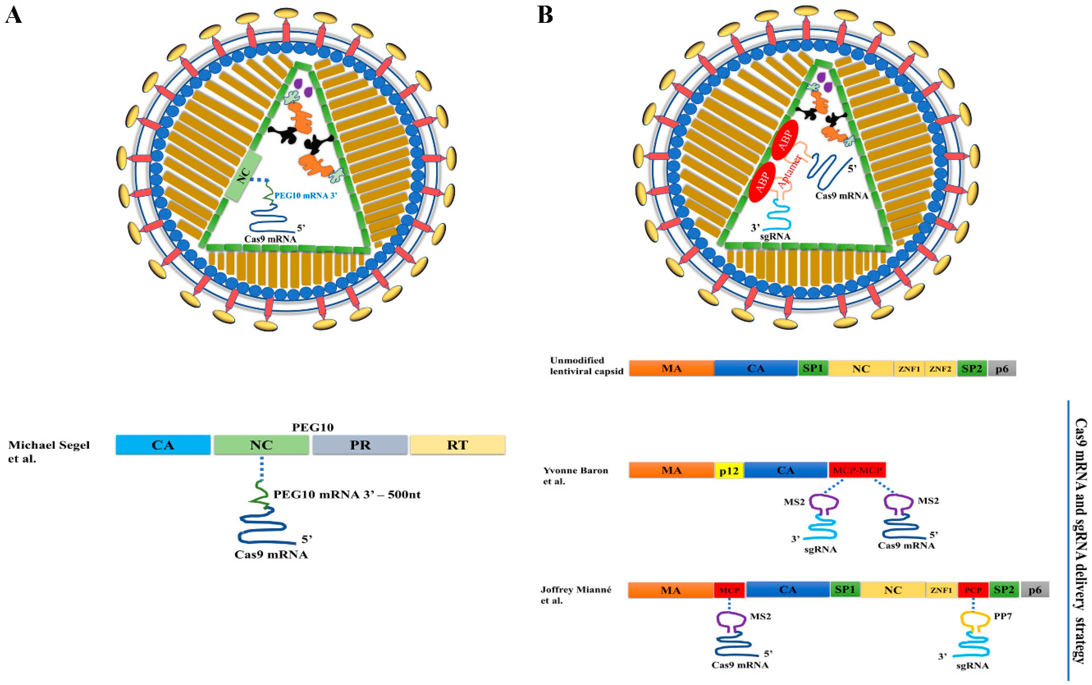 Ijms 23 08750 g003 Ijms 23 08750 g003