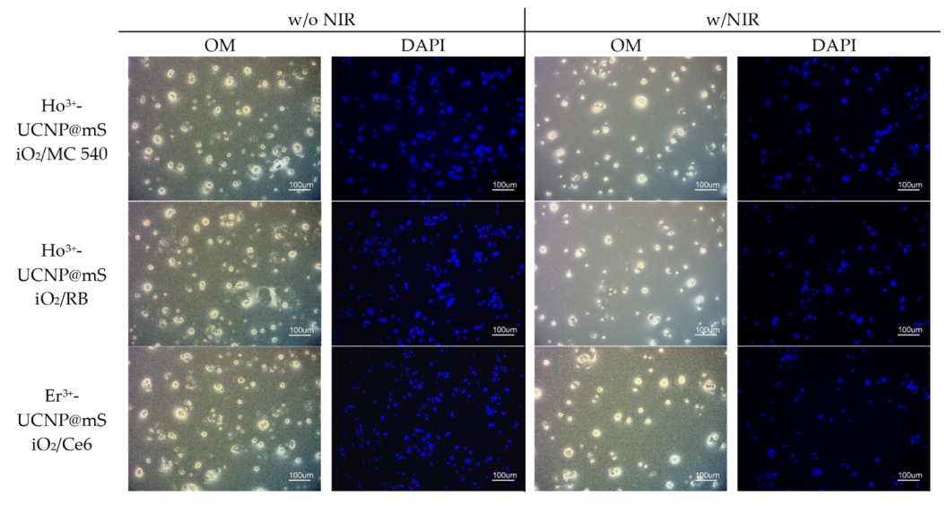 Ijms 23 08757 g010 550