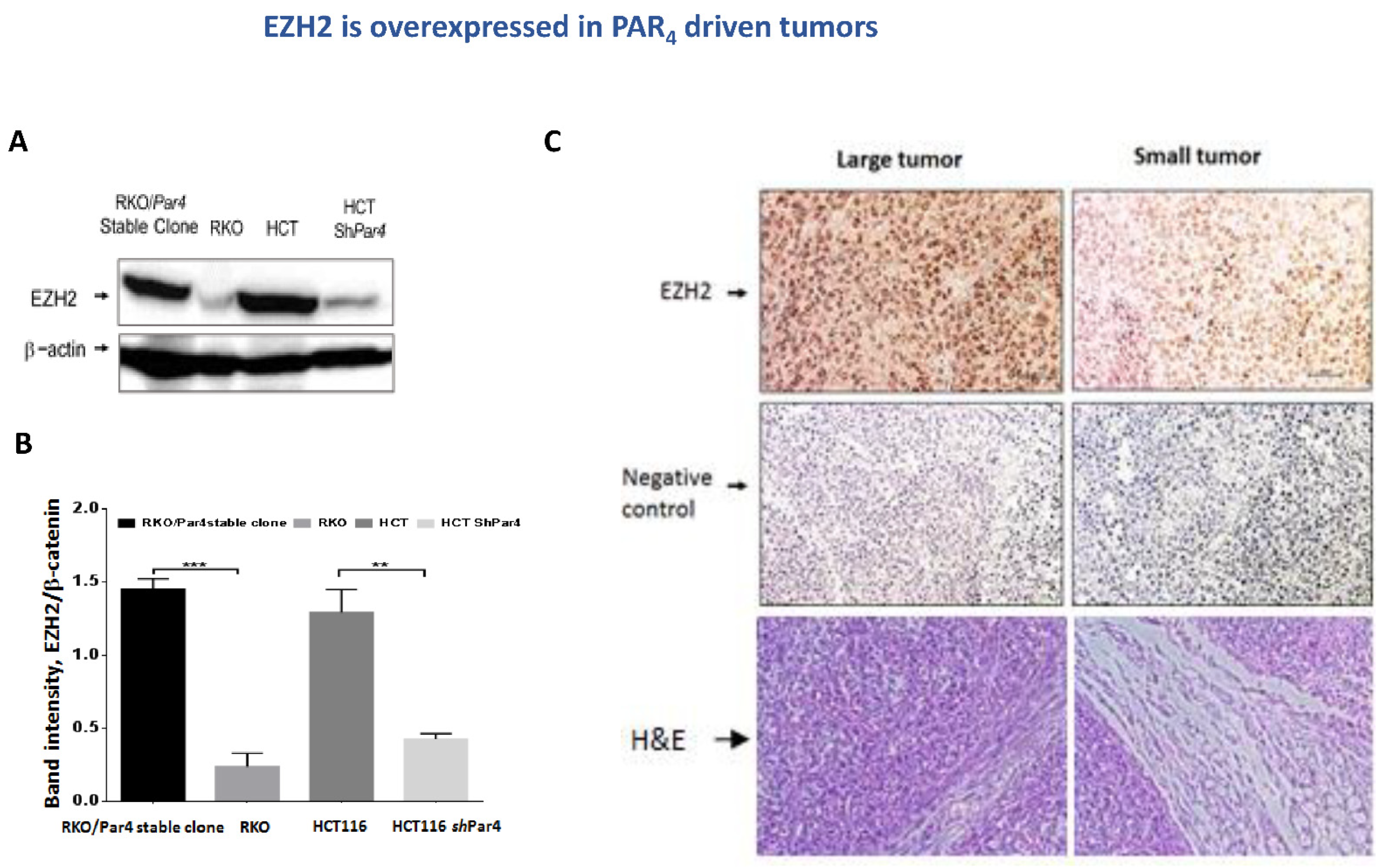 Ijms 23 08758 g004 550