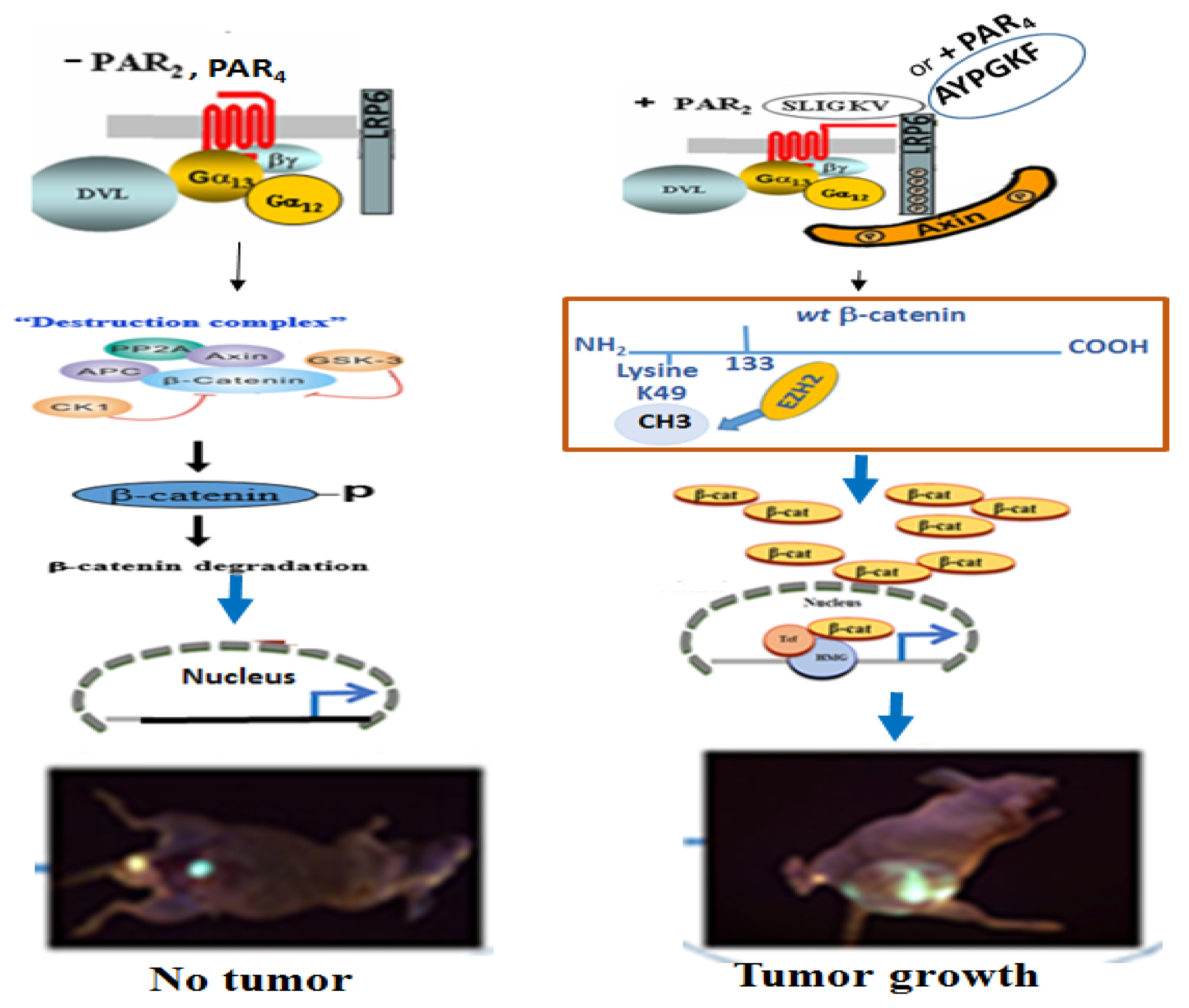 Ijms 23 08758 sch001 550