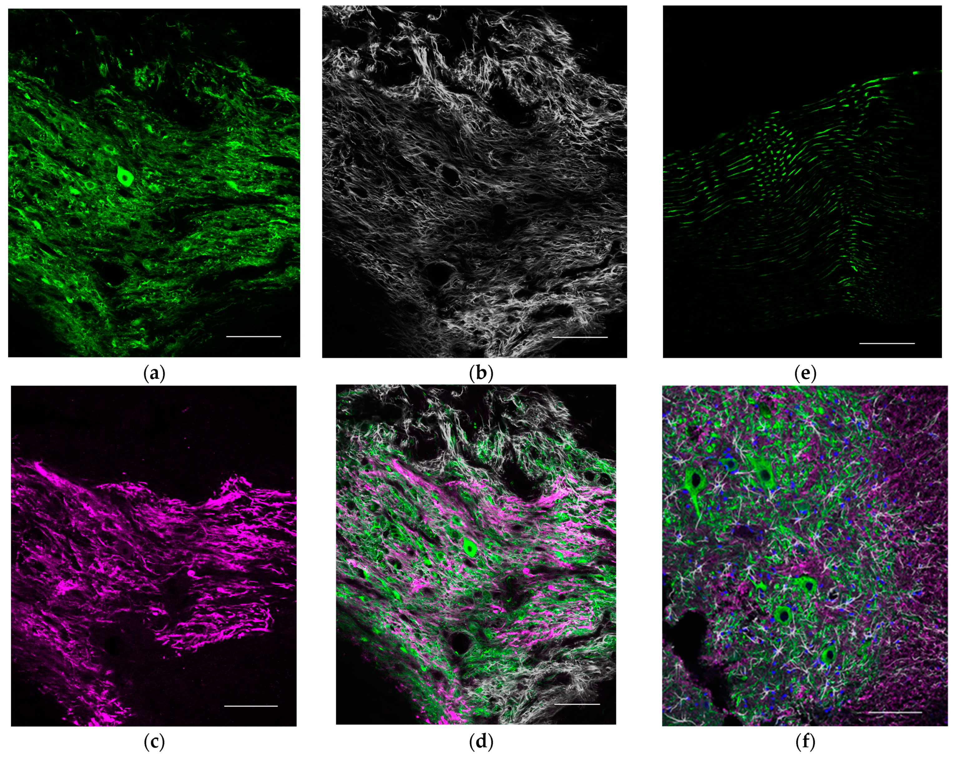 Ijms 23 08760 g002 550