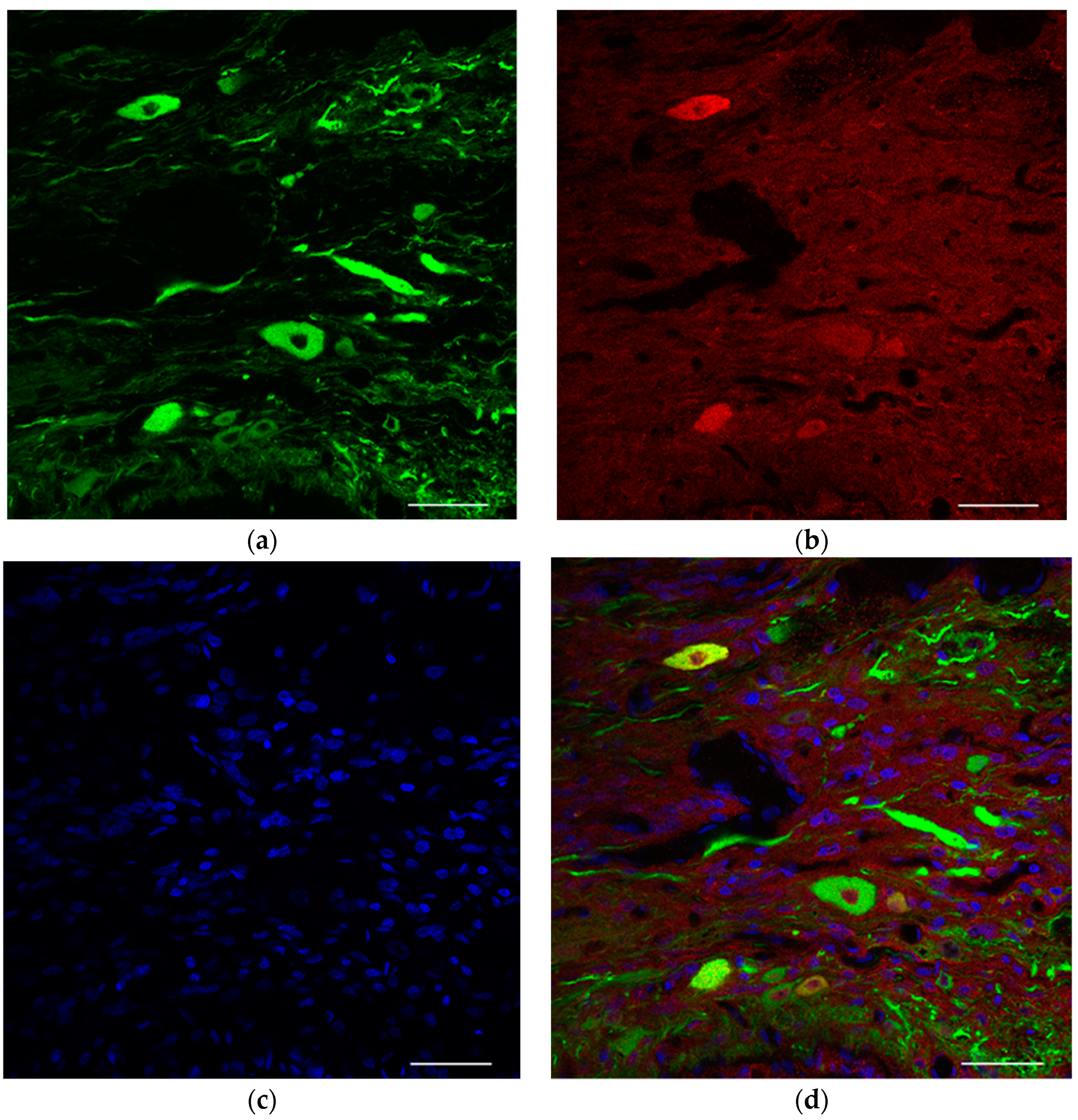 Ijms 23 08760 g003 550