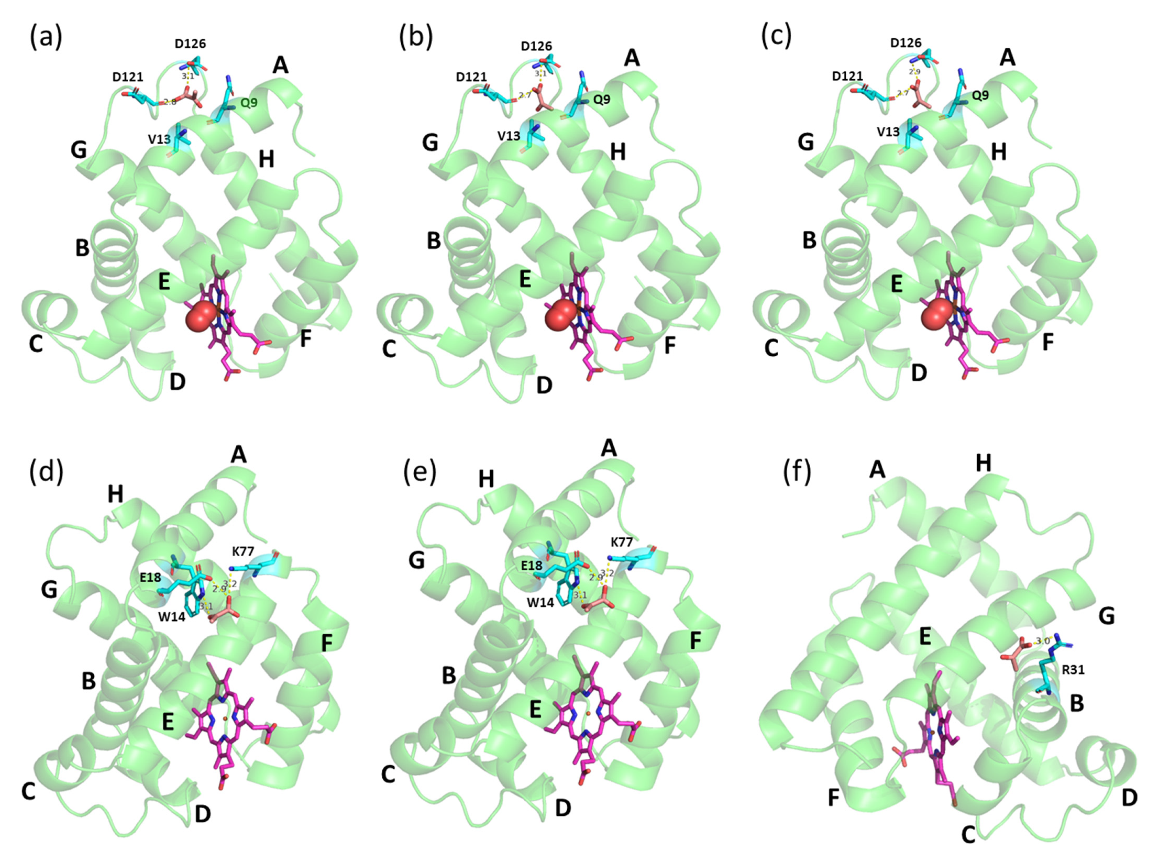 Myoglobin–Pyruvate Interactions: Binding Thermodynamics