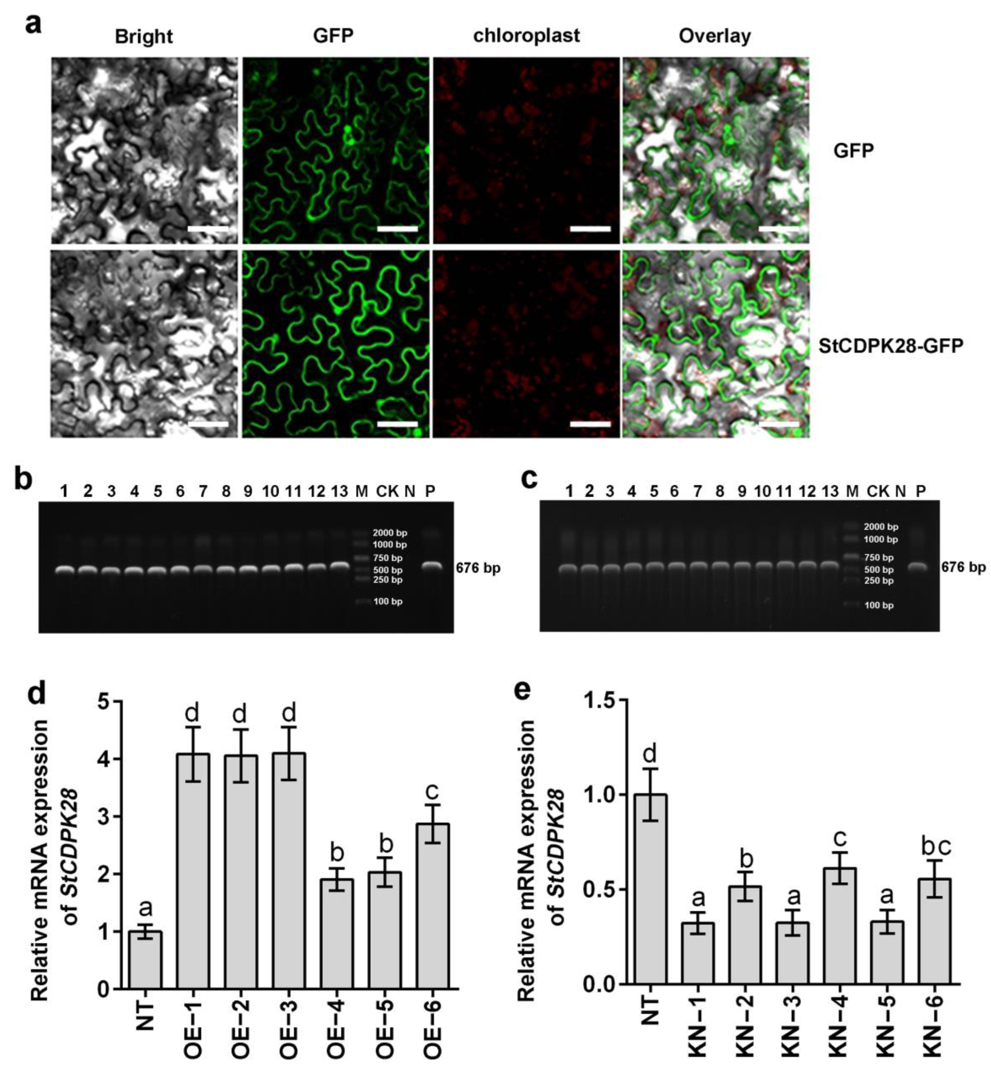 Ijms 23 08795 g004 550
