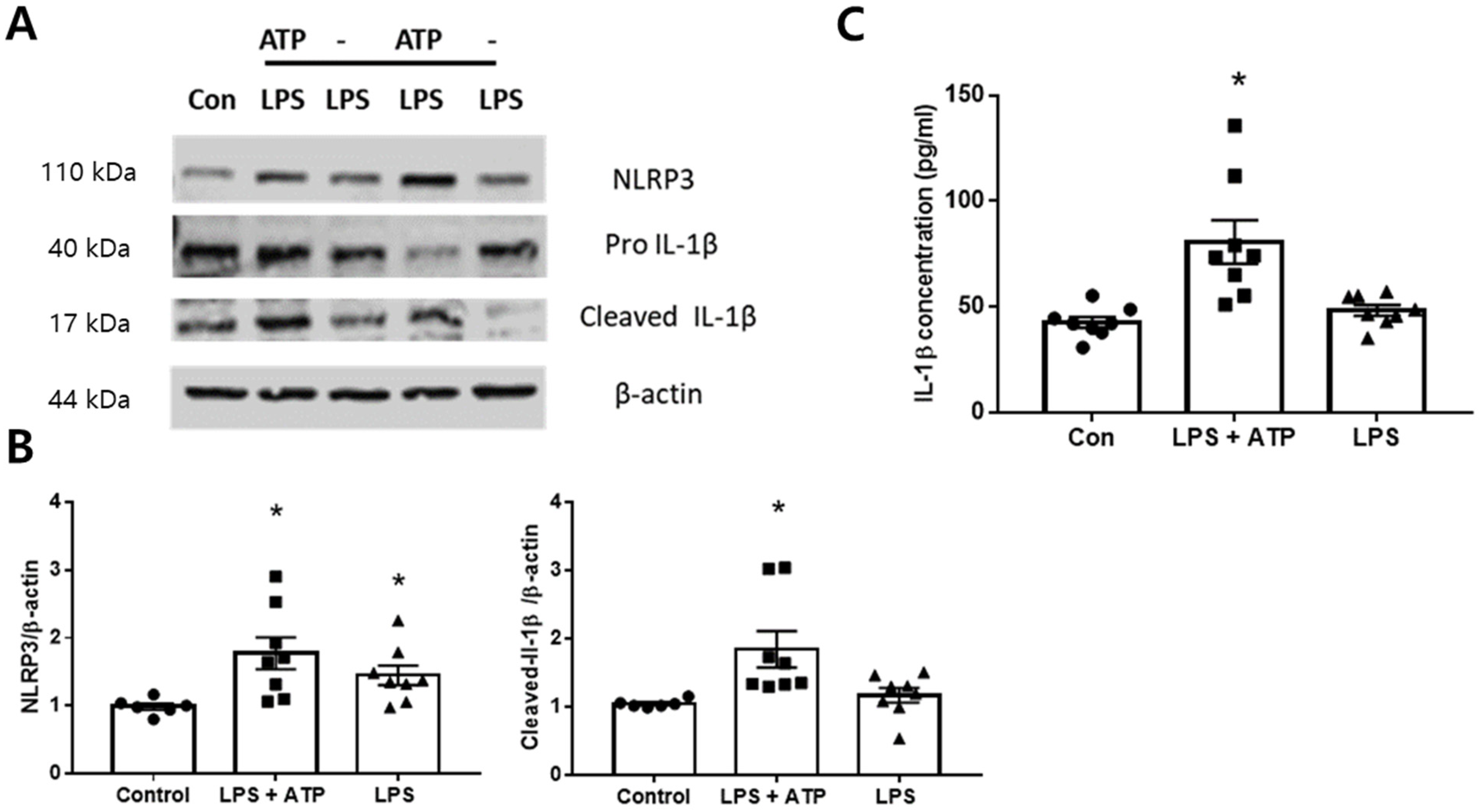 Ijms 23 08806 g004 550