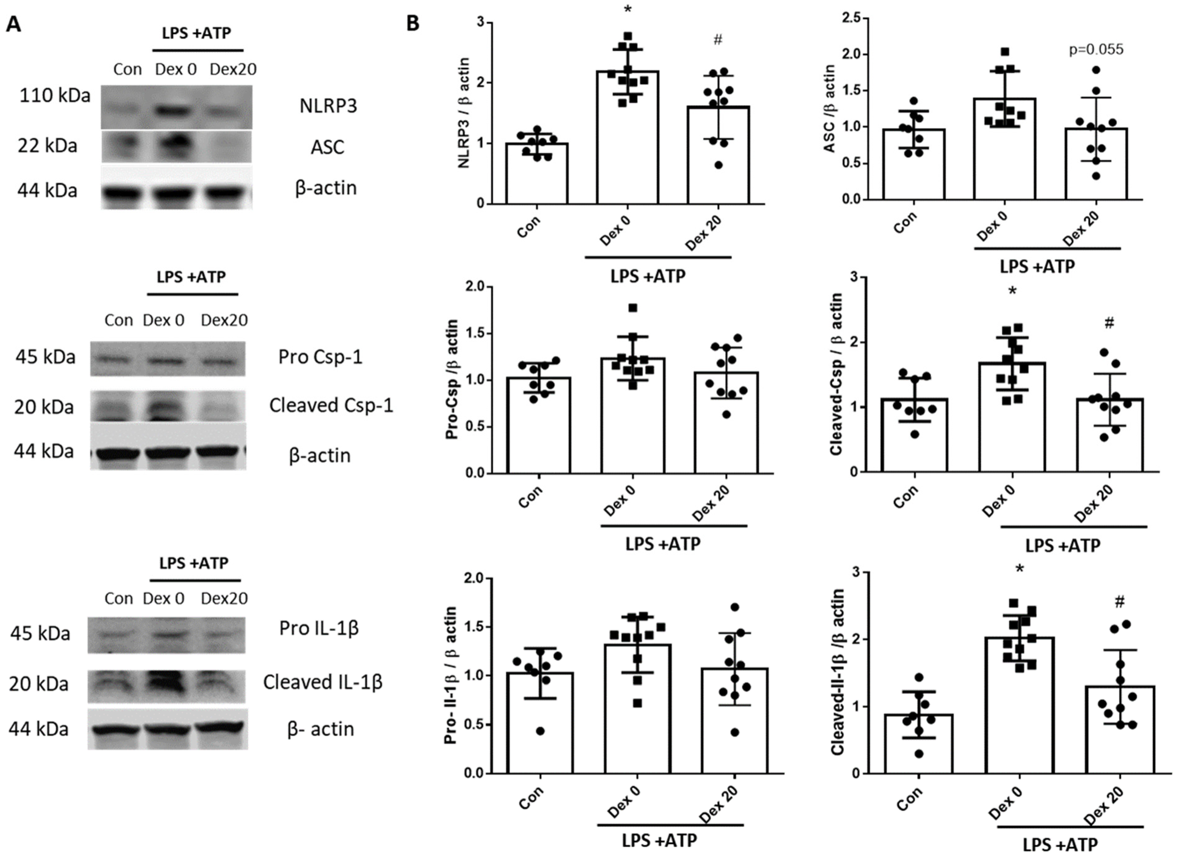 Ijms 23 08806 g006 550