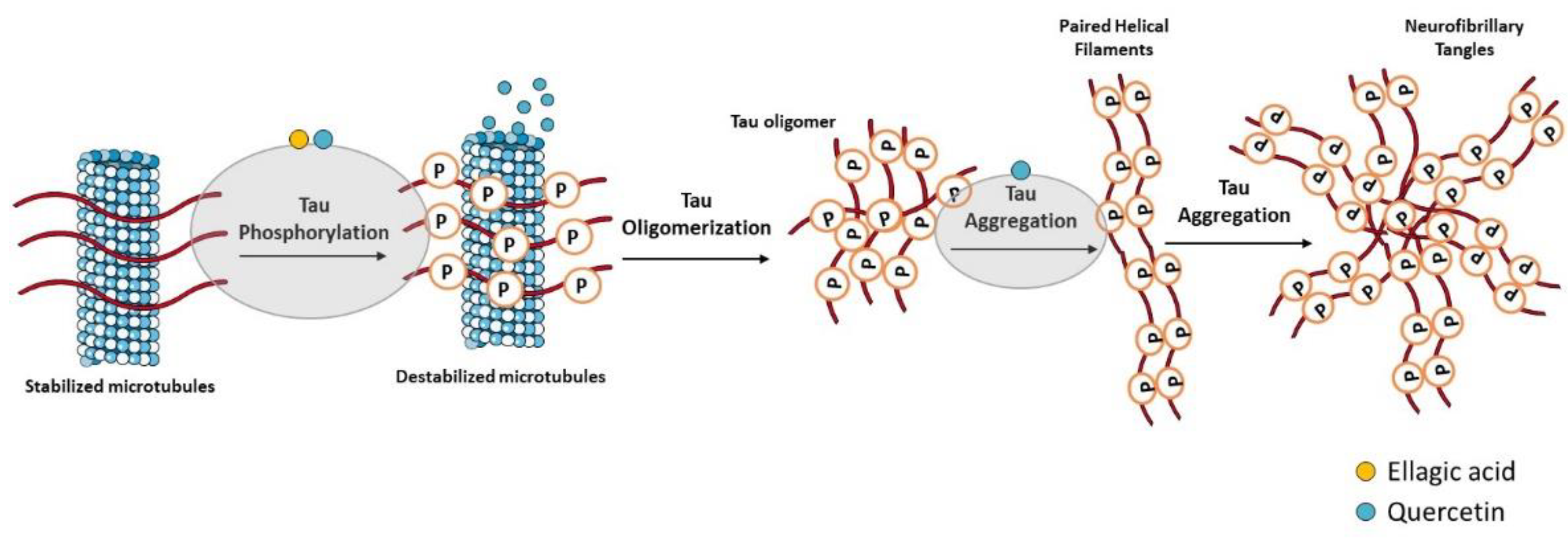 Ijms 23 08812 g003 Ijms 23 08812 g003