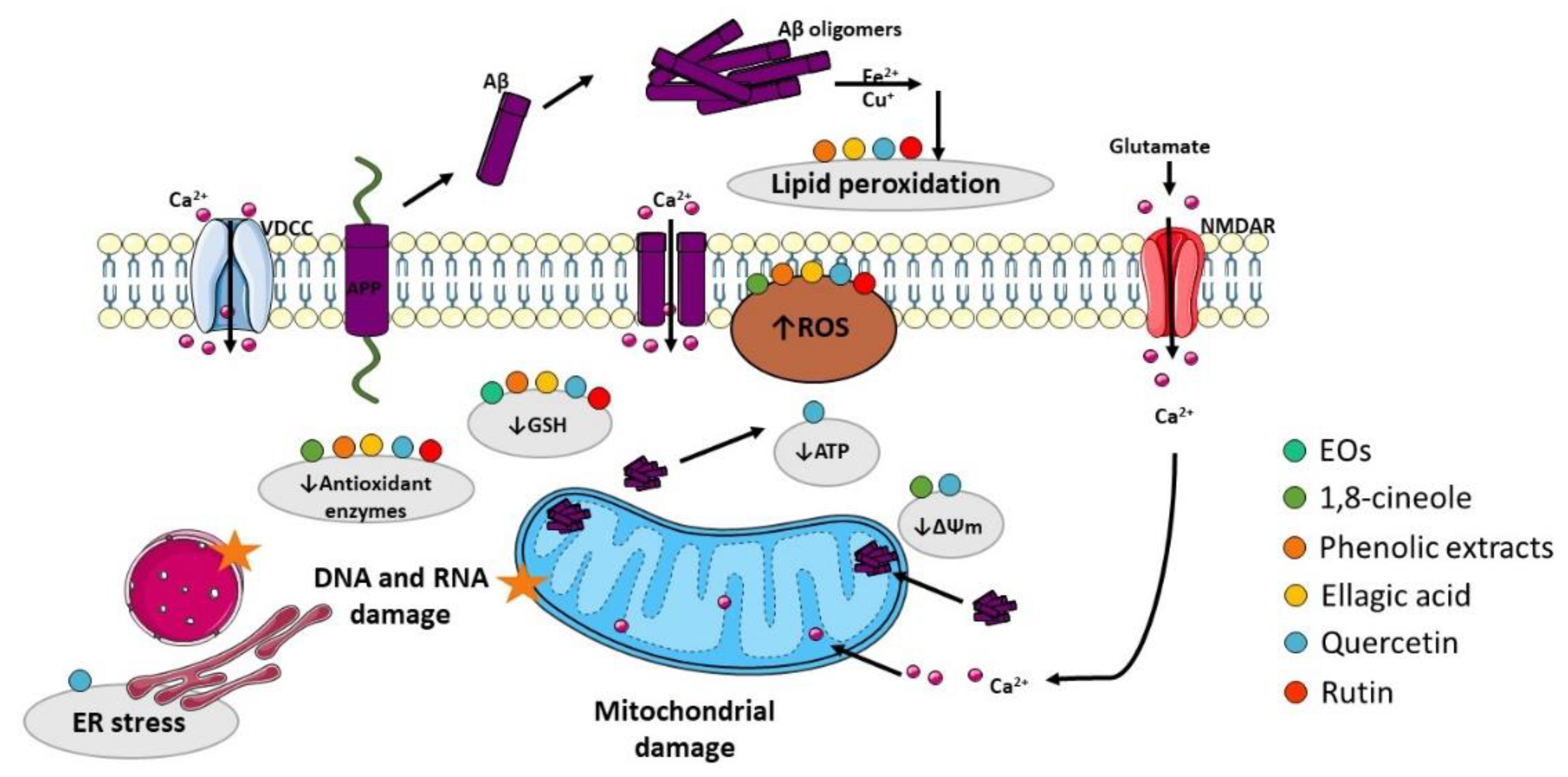 Ijms 23 08812 g004 Ijms 23 08812 g004