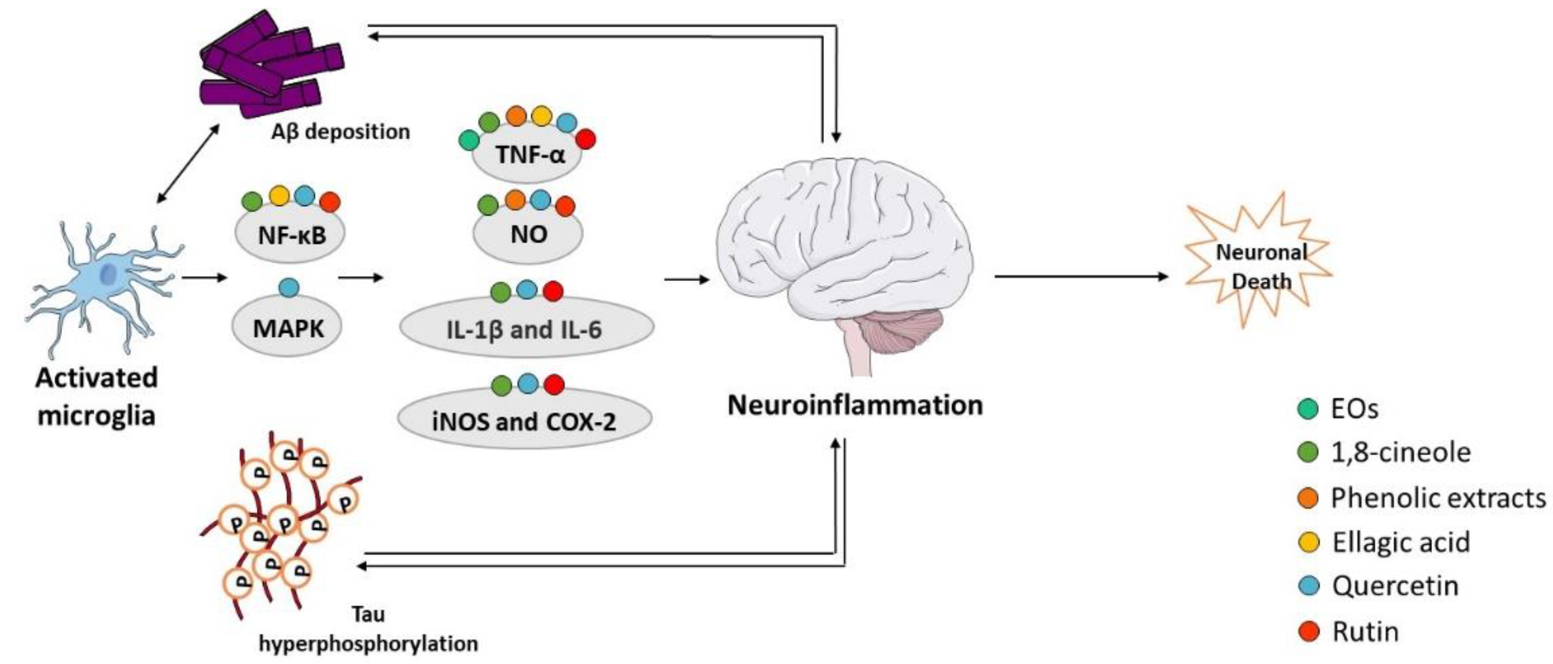Ijms 23 08812 g005 Ijms 23 08812 g005
