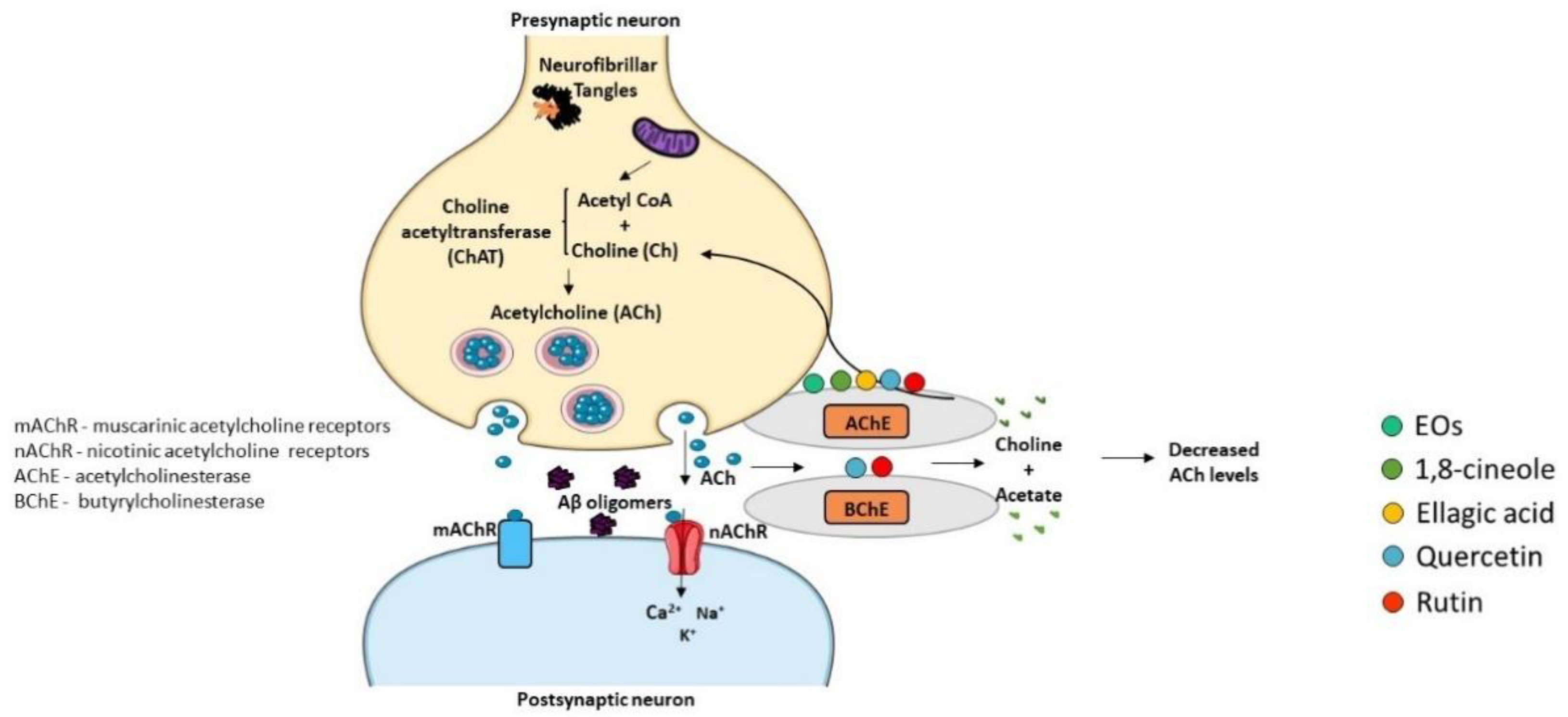 Ijms 23 08812 g006 Ijms 23 08812 g006