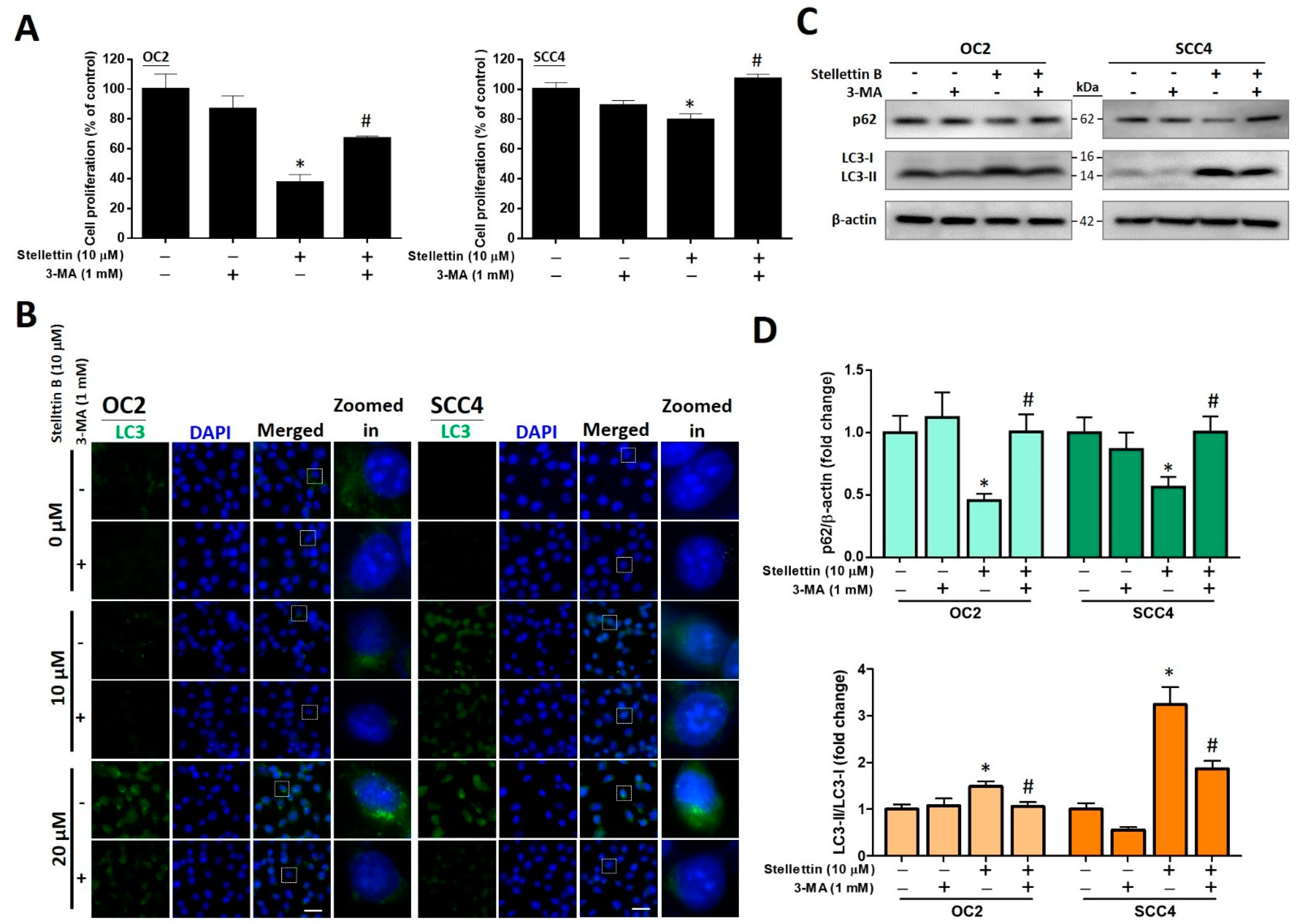 Ijms 23 08813 g007 550