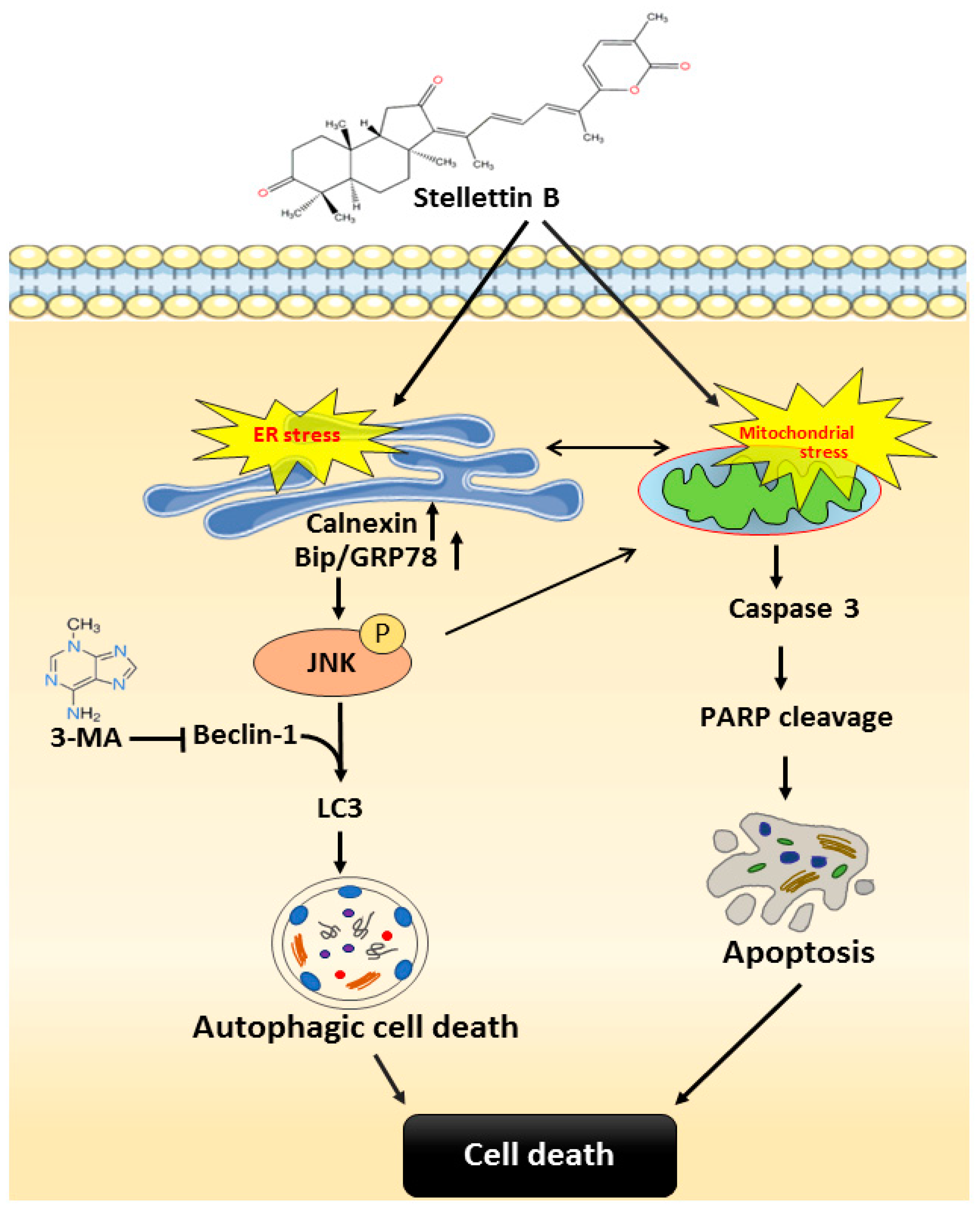 Ijms 23 08813 g008 550