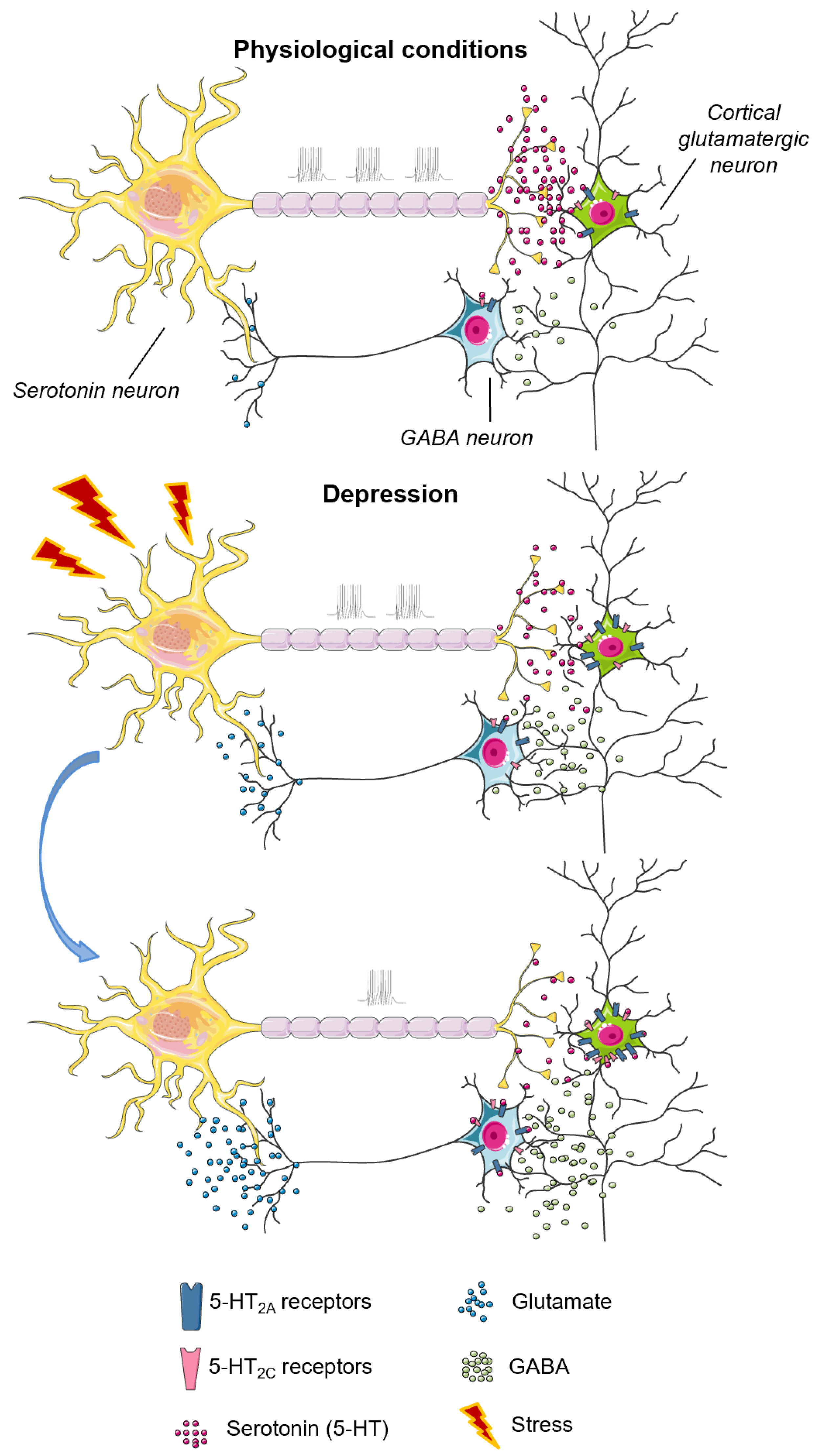 Ijms 23 08814 g002 Ijms 23 08814 g002